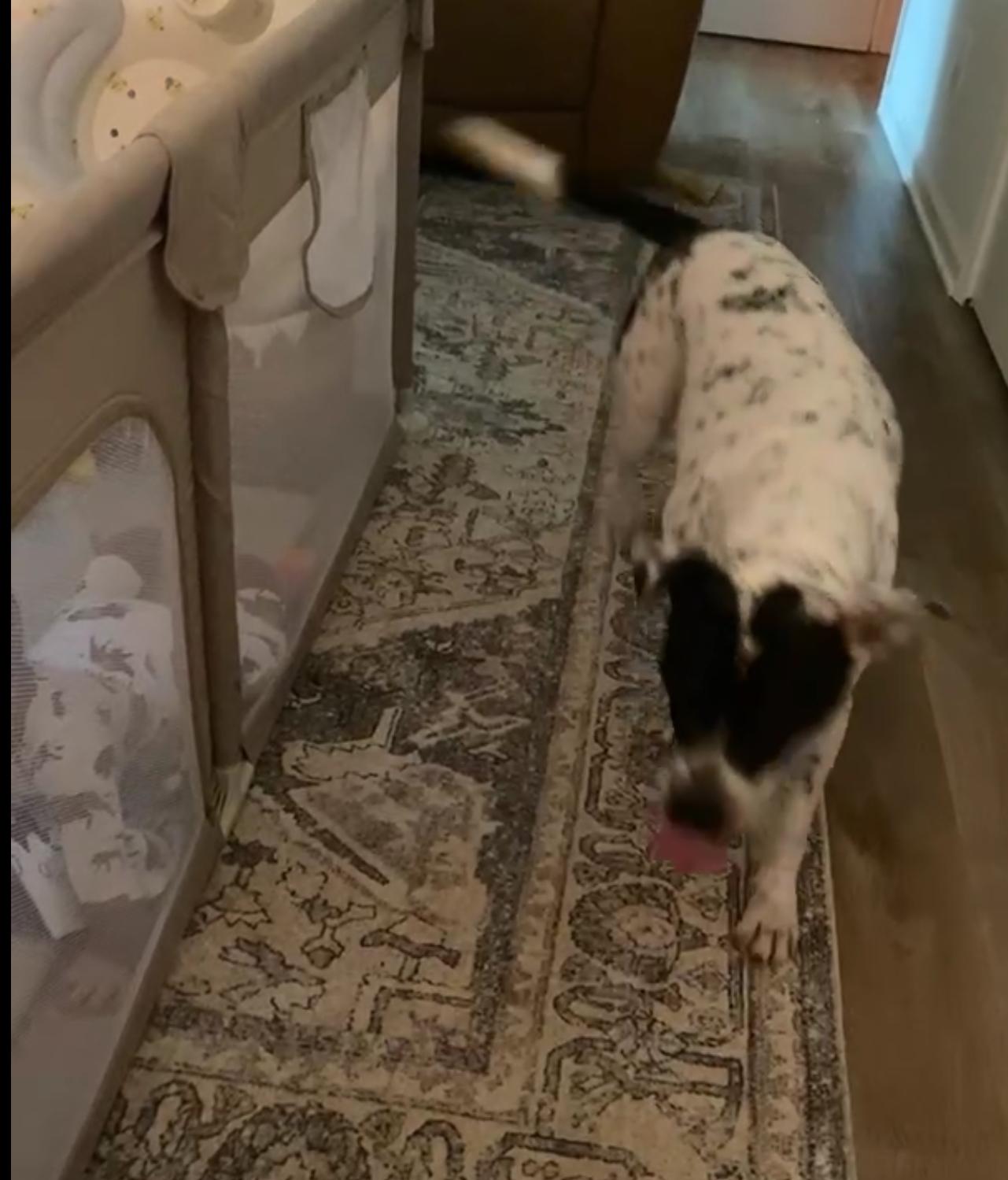 Storm (courtesy post for local shelter)