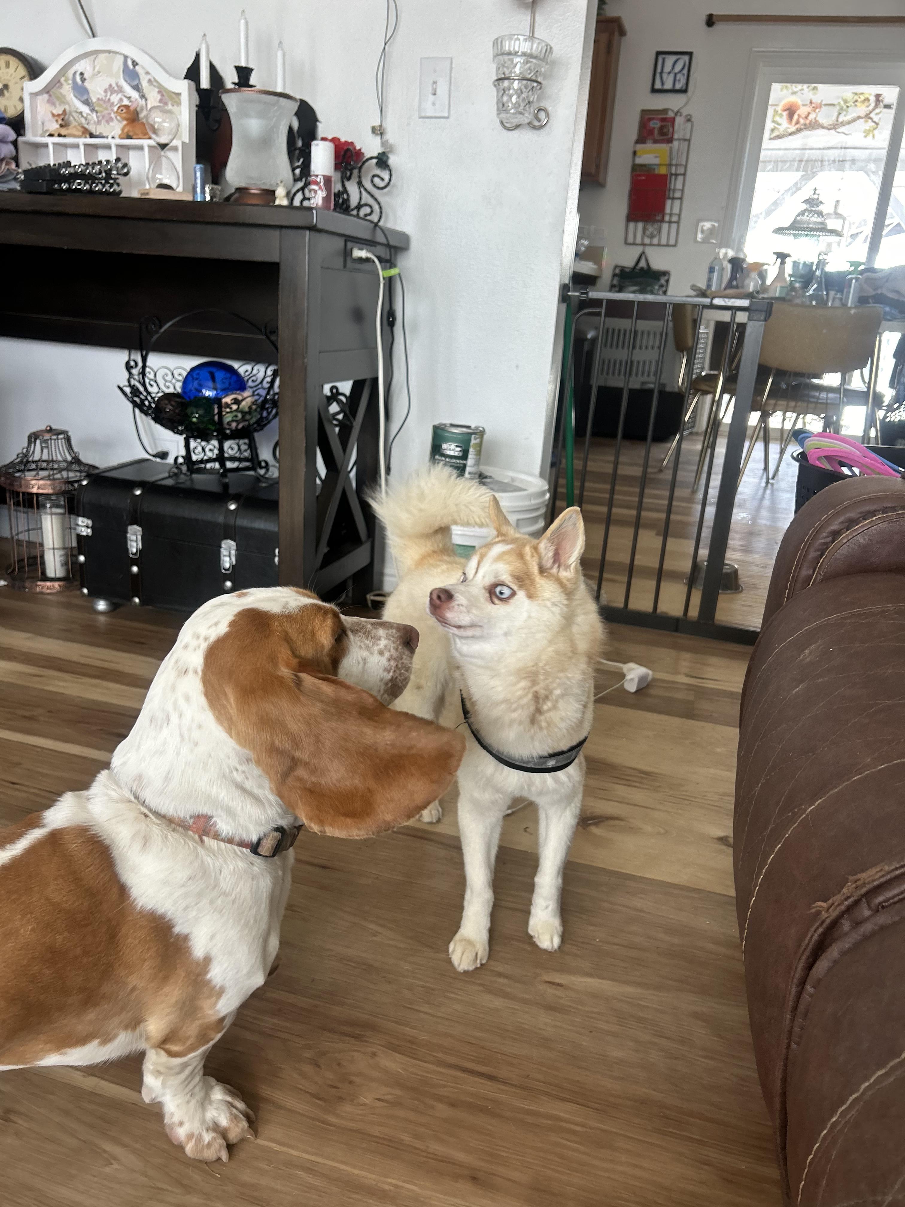 Enlarge Hyde, an adopted Pomsky in Pocatello, ID image 4/4