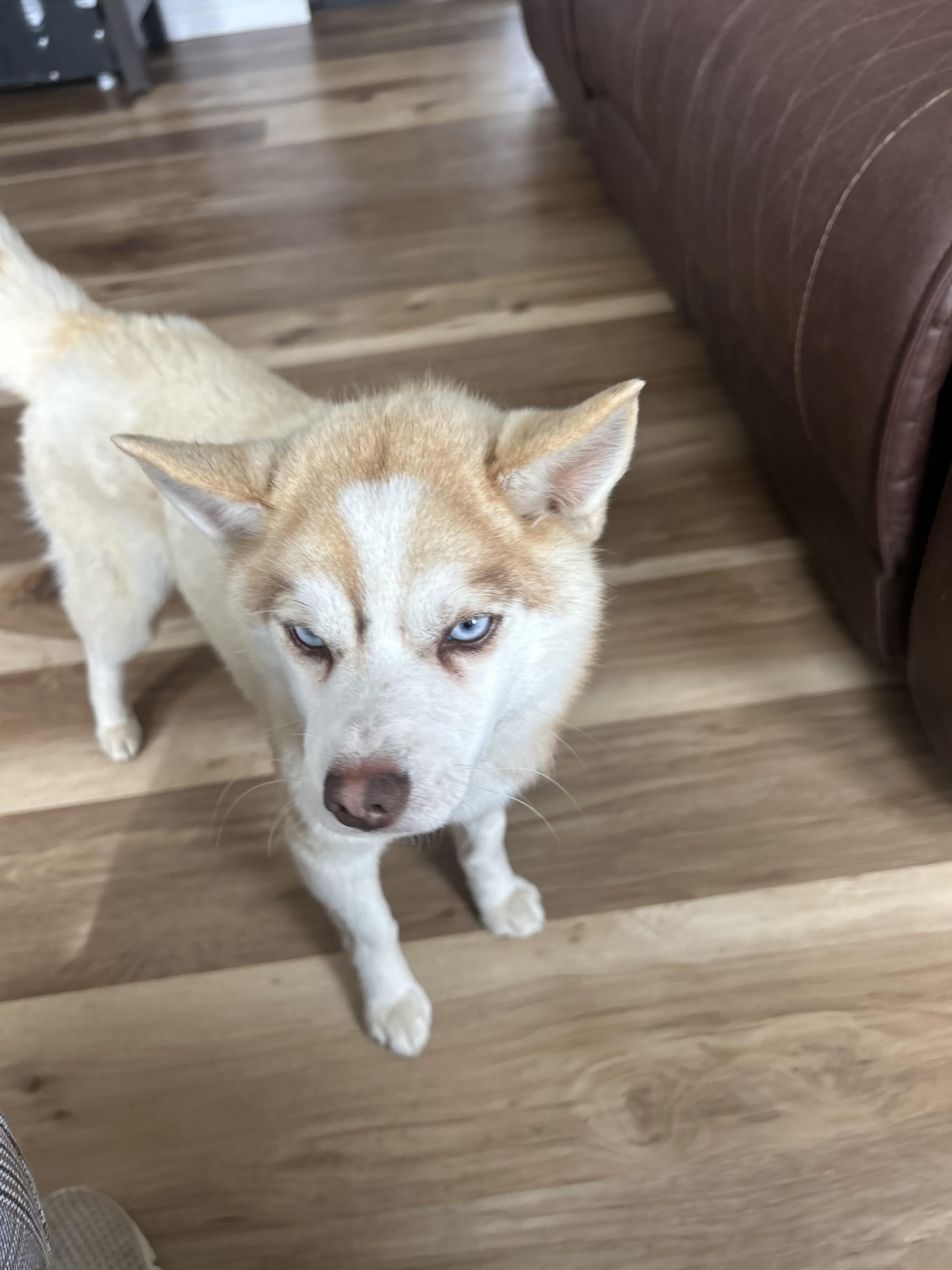 Enlarge Hyde, an adopted Pomsky in Pocatello, ID image 2/4