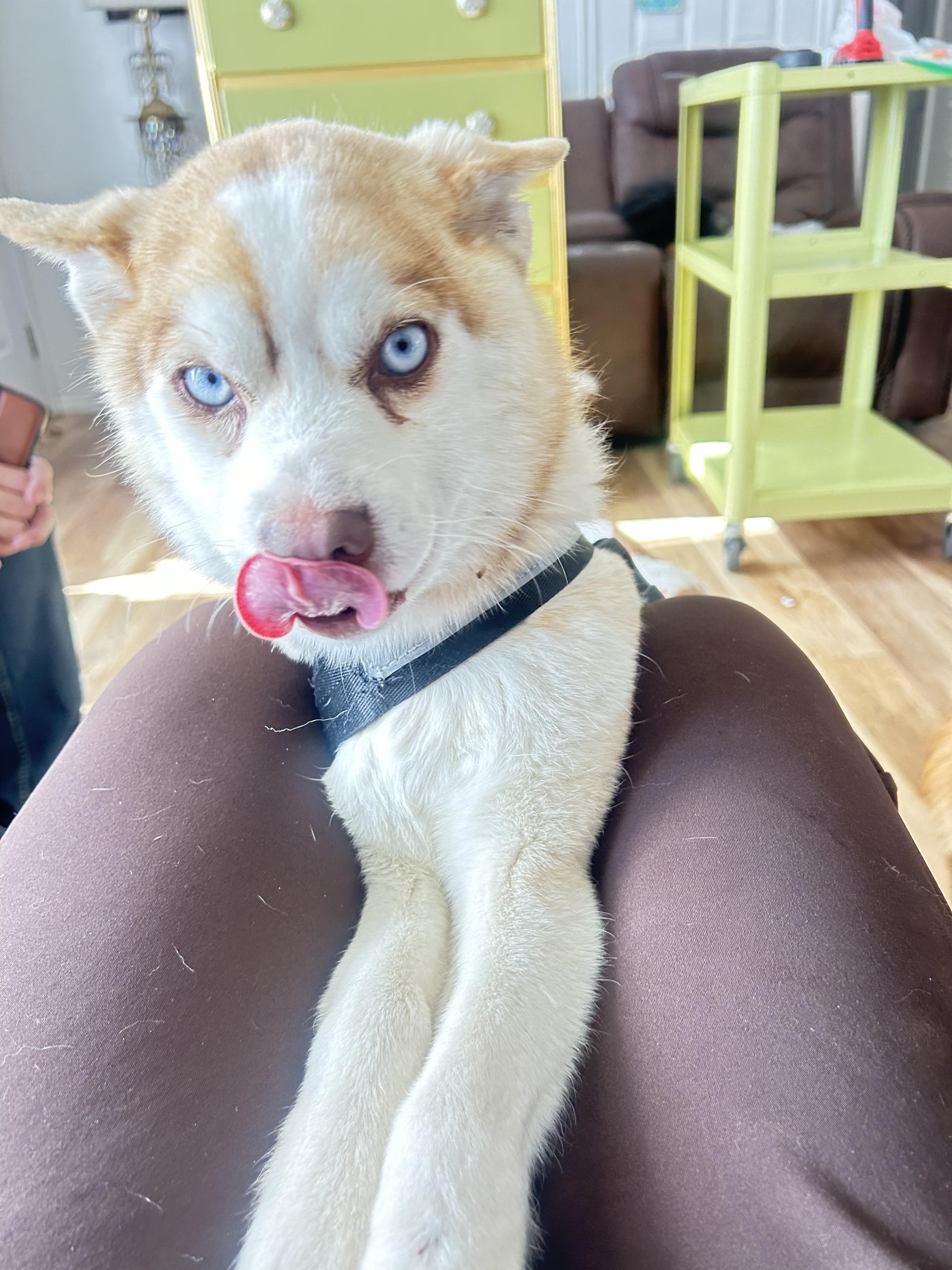 Hyde, adopted, Adult Male Pomsky.