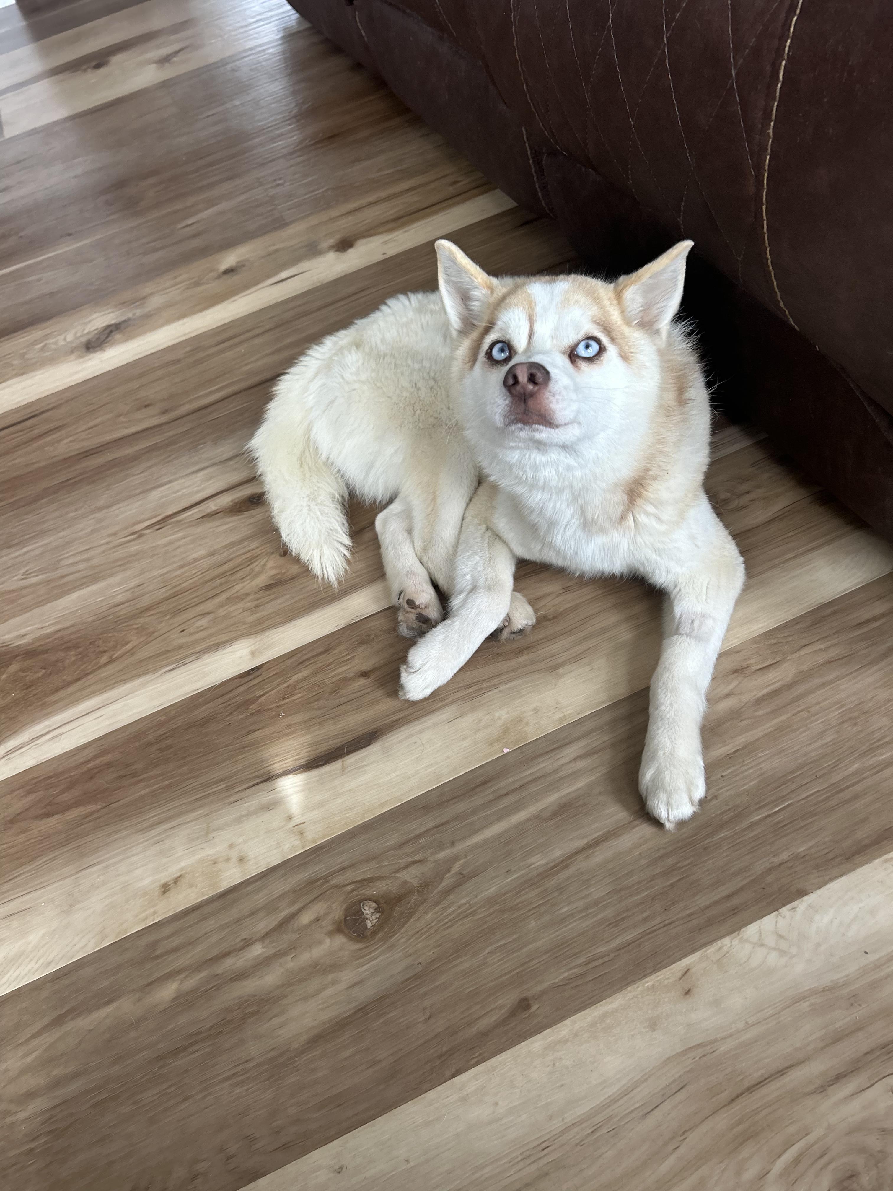 Enlarge Hyde, an adopted Pomsky in Pocatello, ID image 3/4