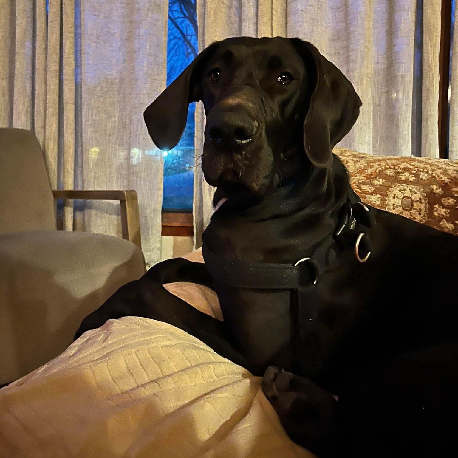 Enlarge Angel, a ADOPTABLE Great Dane in Buffalo, NY image 6/6