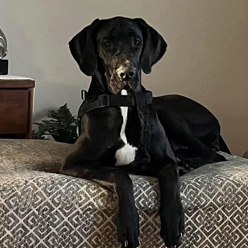 Enlarge Angel, a ADOPTABLE Great Dane in Buffalo, NY image 1/6