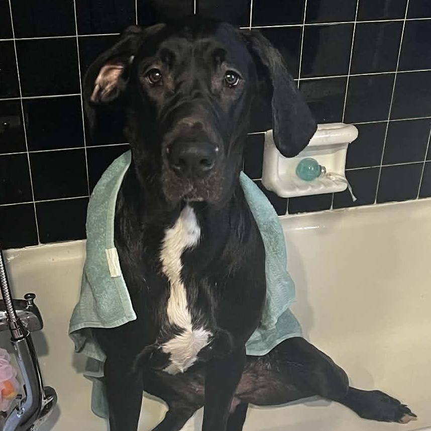 Enlarge Angel, a ADOPTABLE Great Dane in Buffalo, NY image 4/6