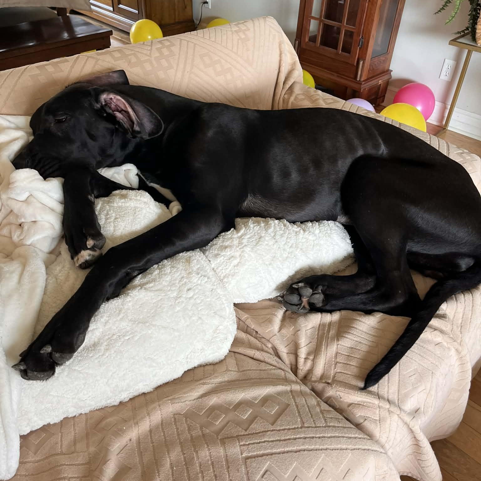 Enlarge Angel, a ADOPTABLE Great Dane in Buffalo, NY image 3/6