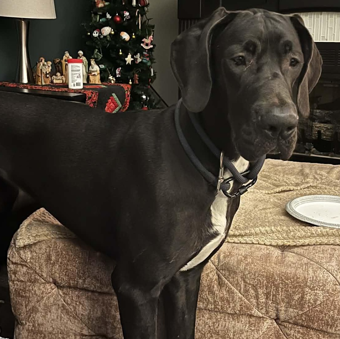 Enlarge Angel, a ADOPTABLE Great Dane in Buffalo, NY image 2/6