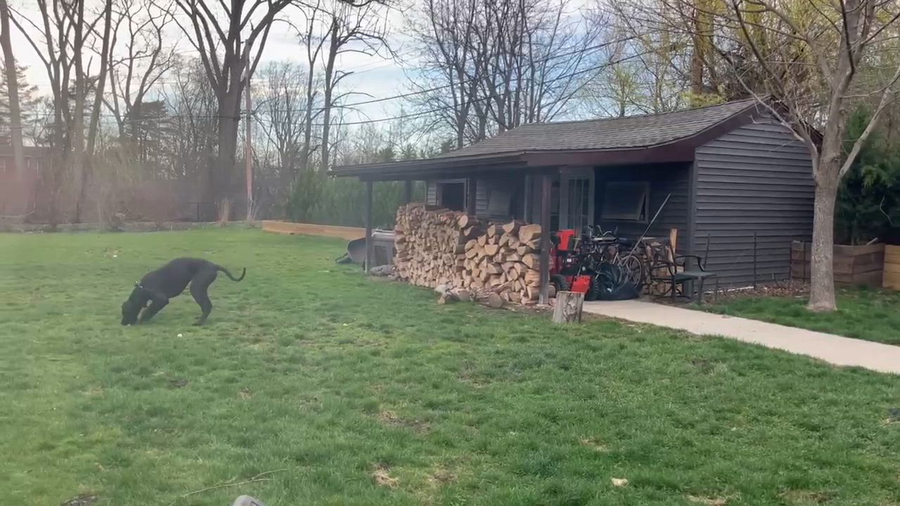 Enlarge Angel, a ADOPTABLE Great Dane in Buffalo, NY video 5/6