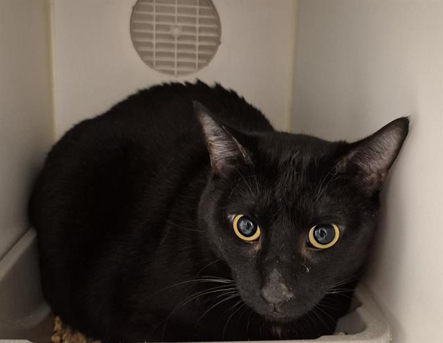 MARCELLO, Adoptable, Adult Male Domestic Short Hair.