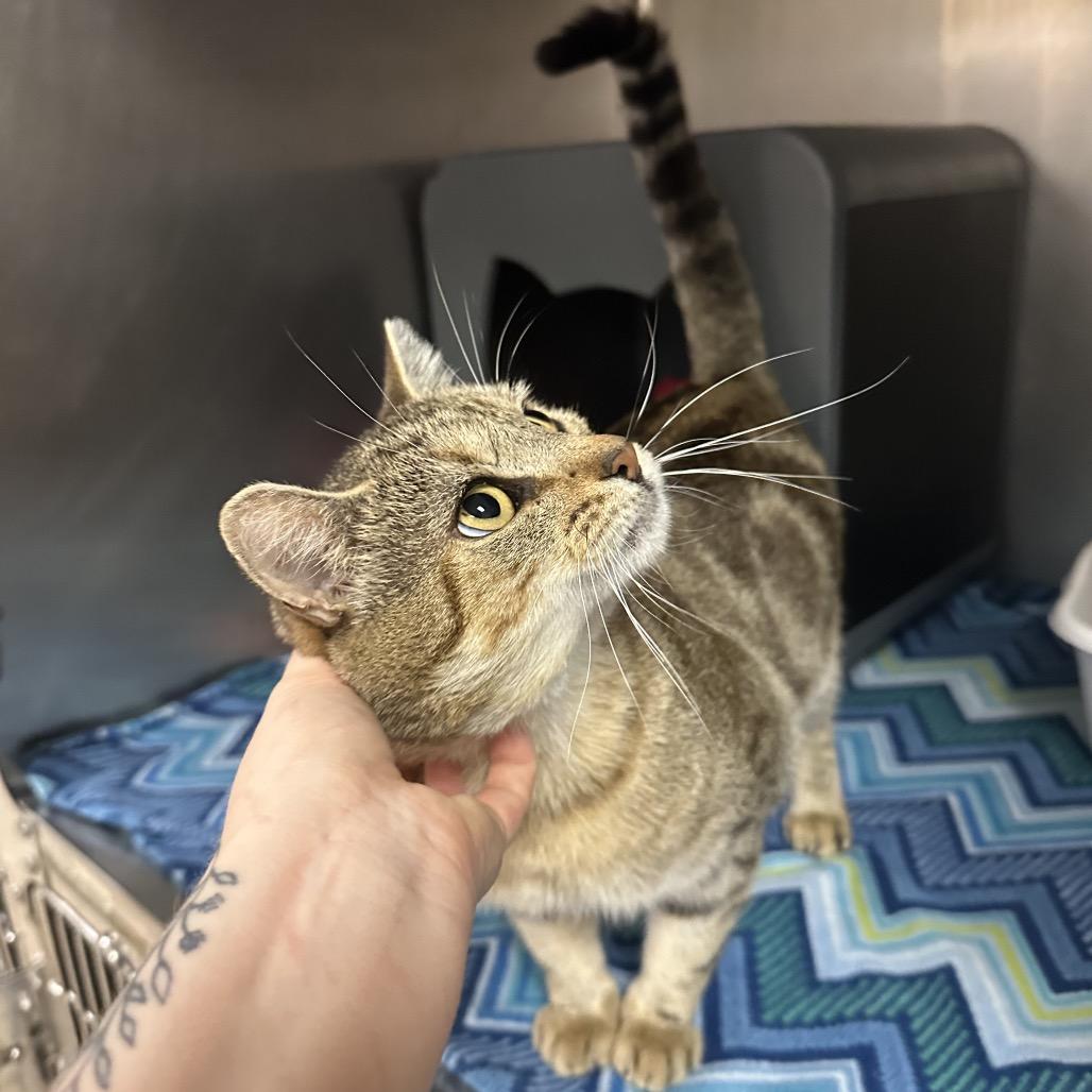 Dr. Phil, Adoptable, Adult Male Domestic Short Hair.
