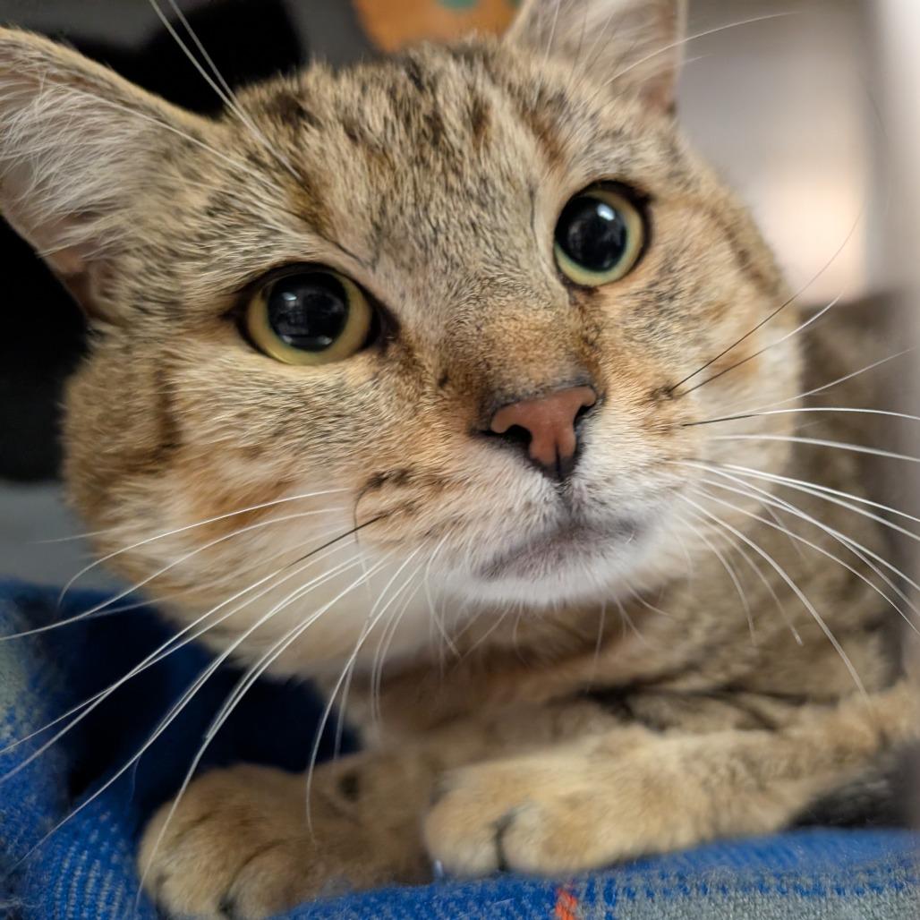 Dr. Phil, a Adoptable Domestic Short Hair in Titusville, FL image 2/3
