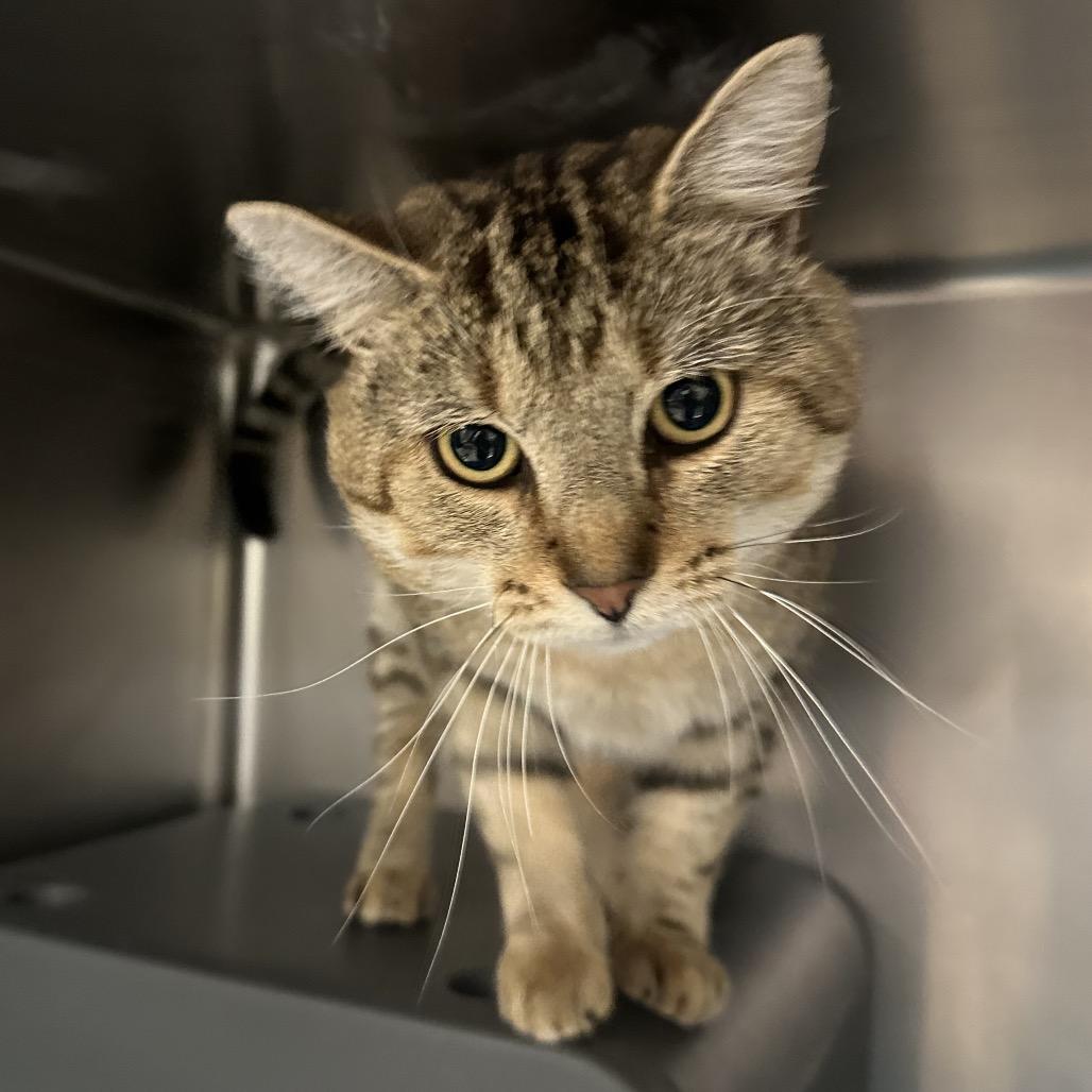 Dr. Phil, a Adoptable Domestic Short Hair in Titusville, FL image 3/3