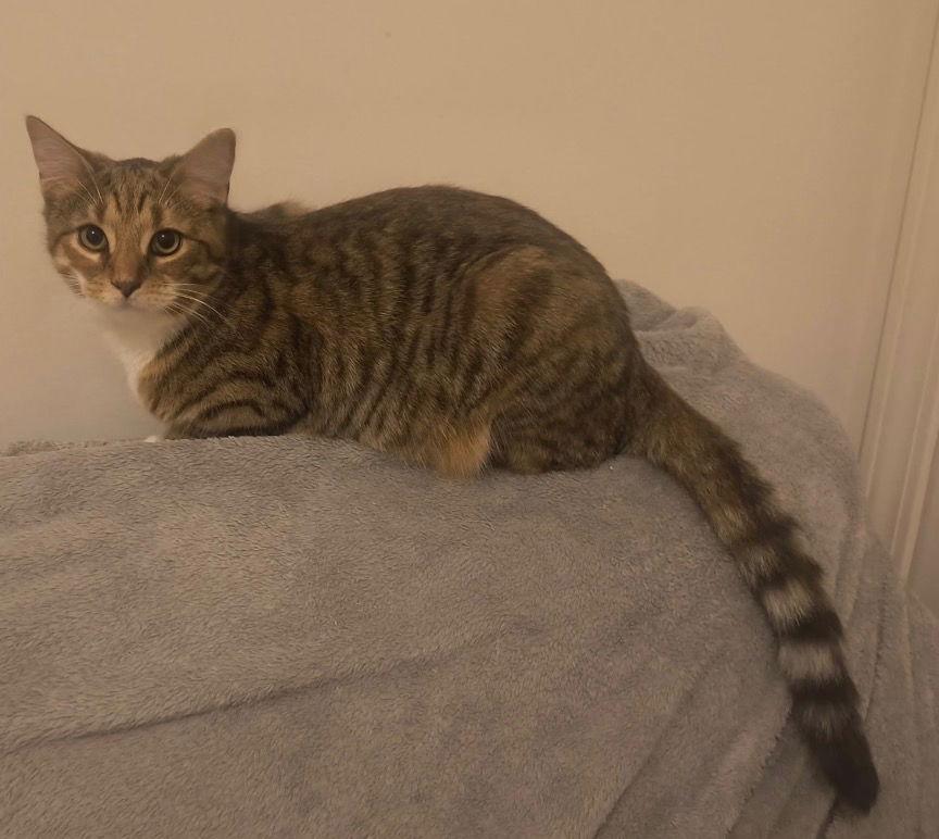 Enlarge Feta, a Adoptable Domestic Short Hair in Rootstown, OH image 2/2