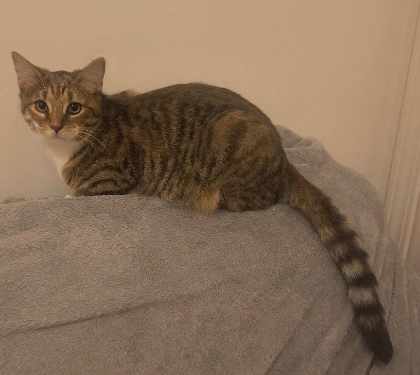 Feta, a Adoptable Domestic Short Hair in Rootstown, OH image 2/2