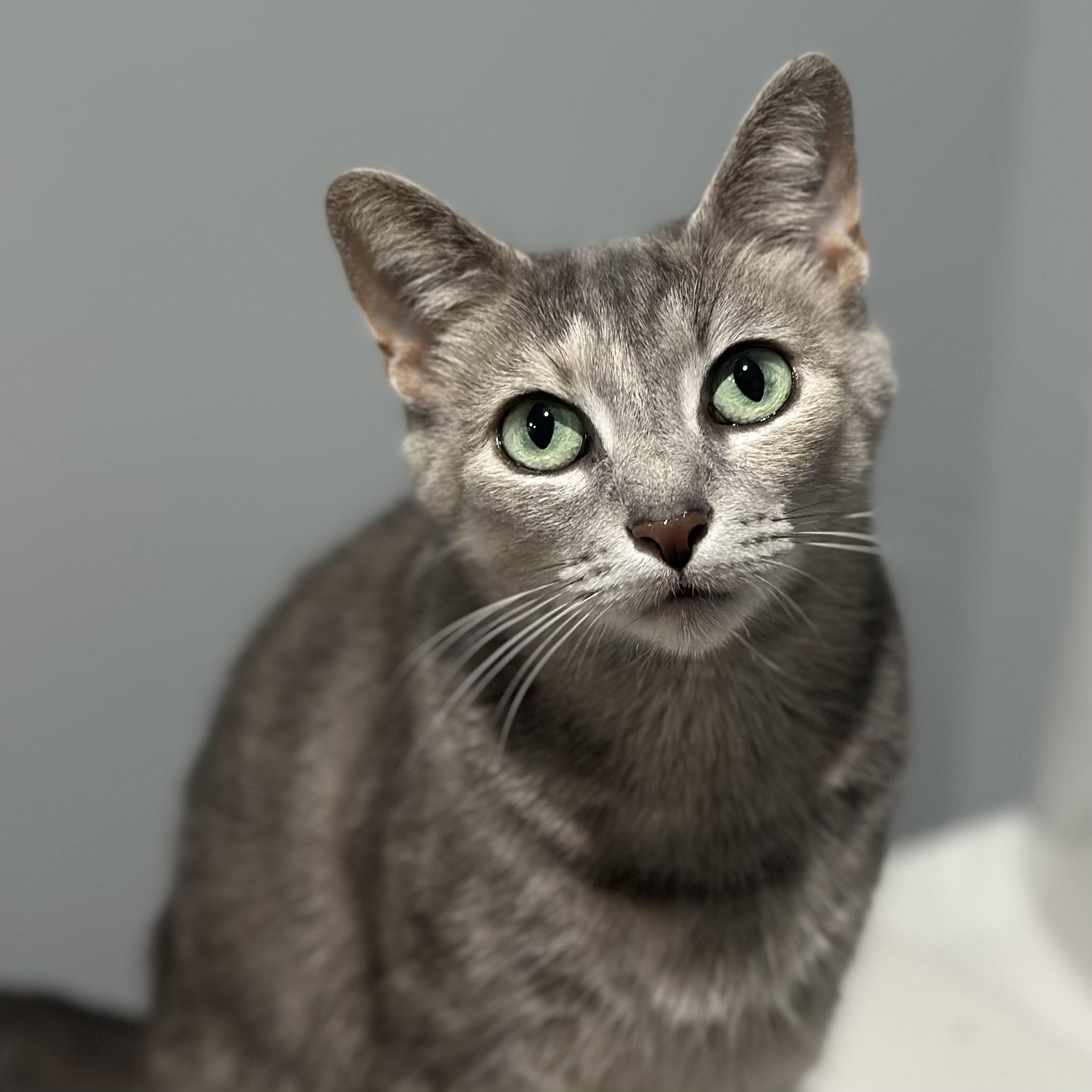 Conga, ADOPTABLE, Adult Female Domestic Short Hair.