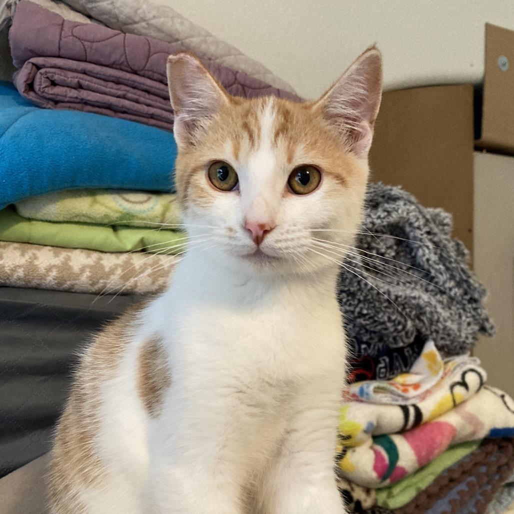 Enlarge Halston (aka McDoogle), a Adoptable Domestic Short Hair in Fresno, CA image 2/3