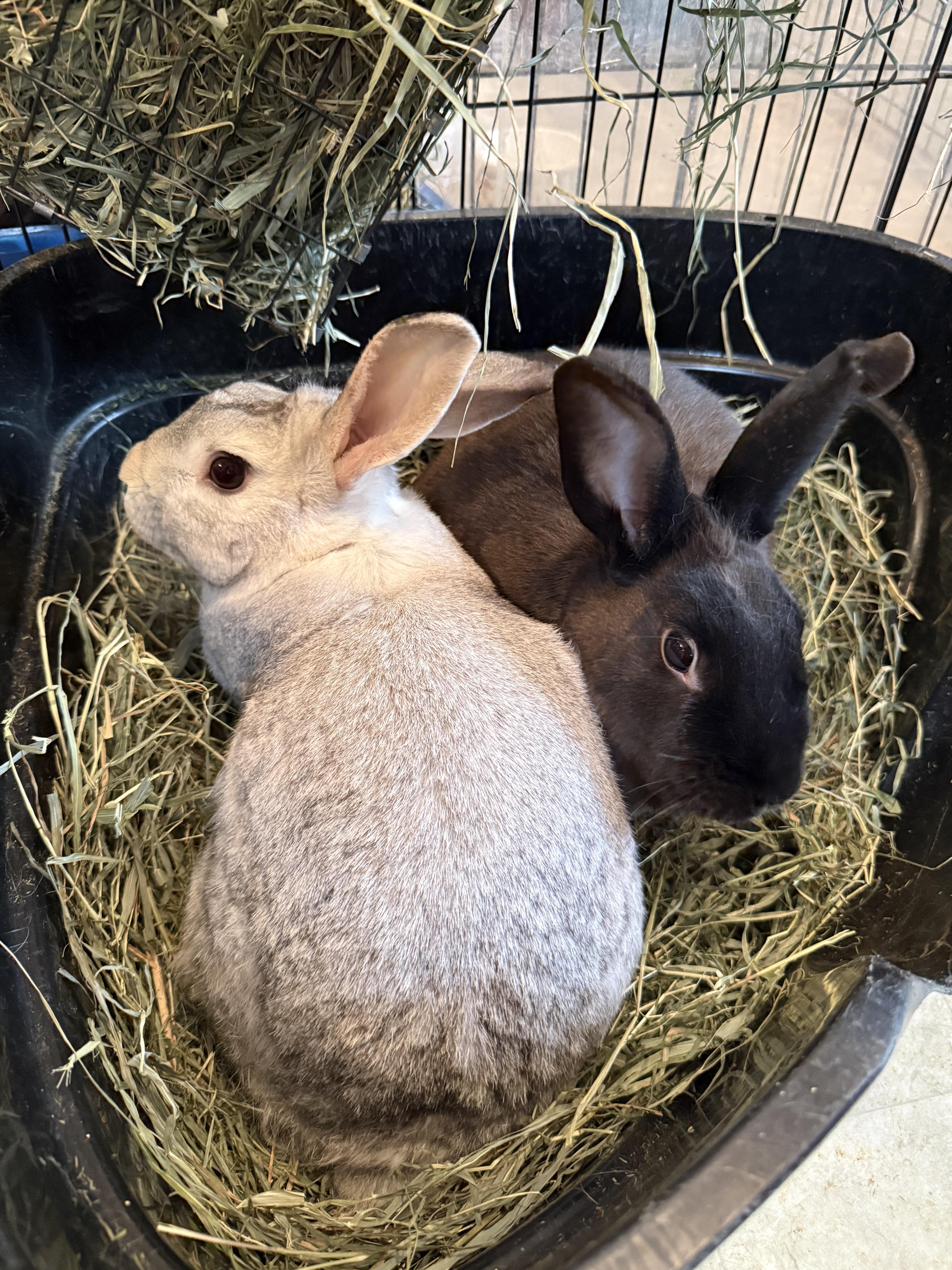 Enlarge Goose and Dune, a ADOPTABLE Satin in Salisbury Mills, NY image 1/1