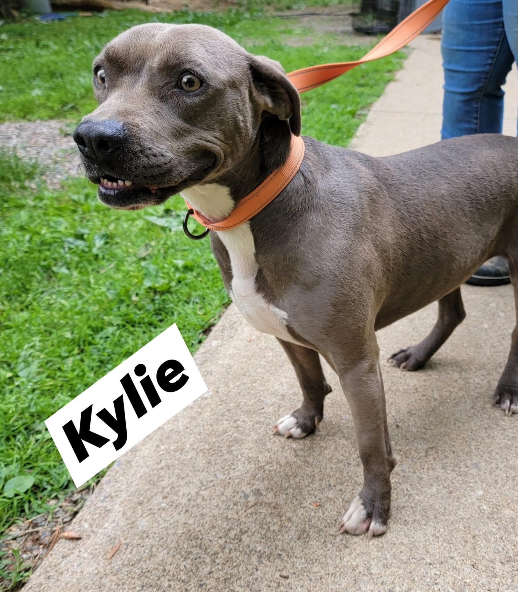 Enlarge Kylie, a Adoptable mixed breed in Mountain City, TN image 1/1