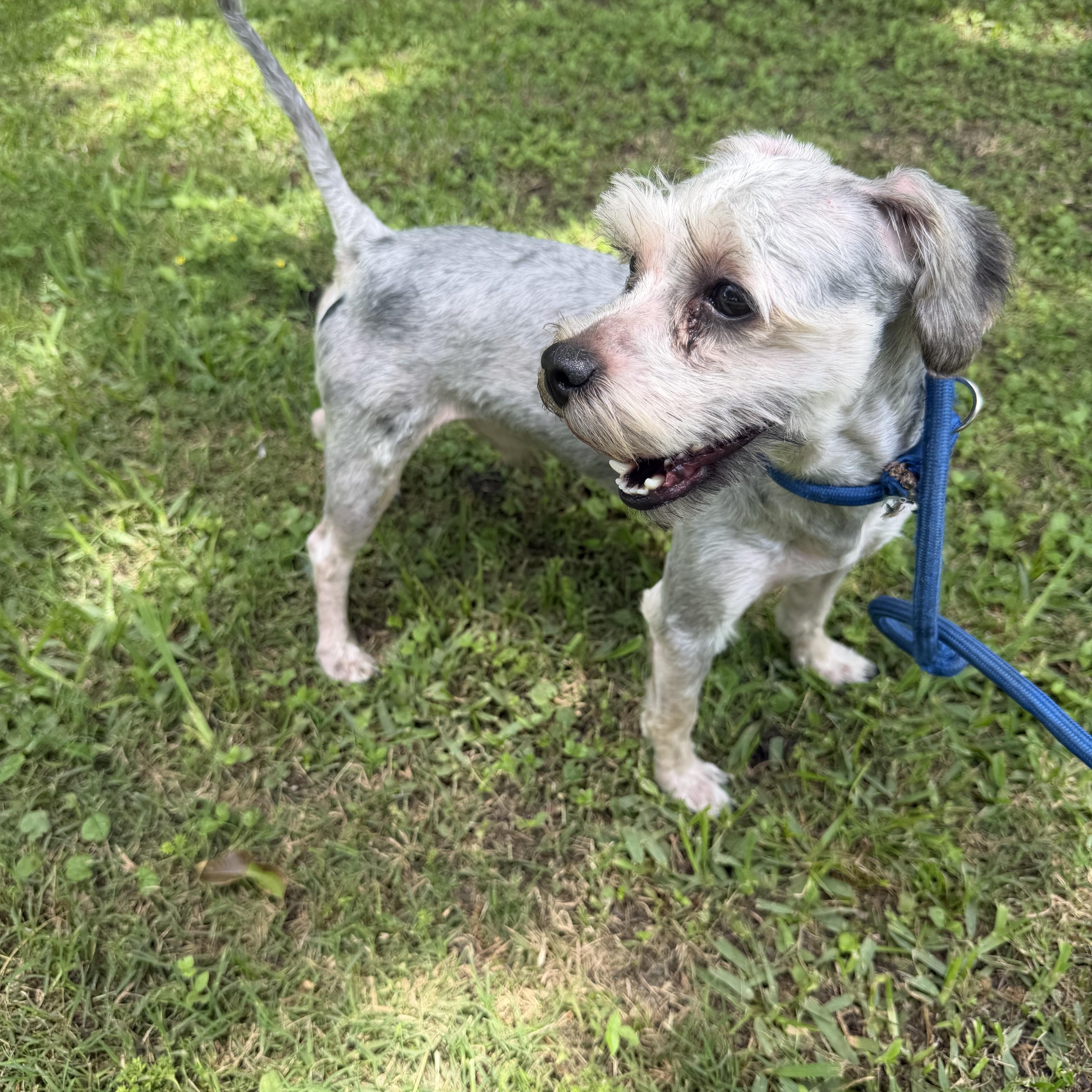 Tobby, ADOPTABLE, Adult Male Shih Tzu.