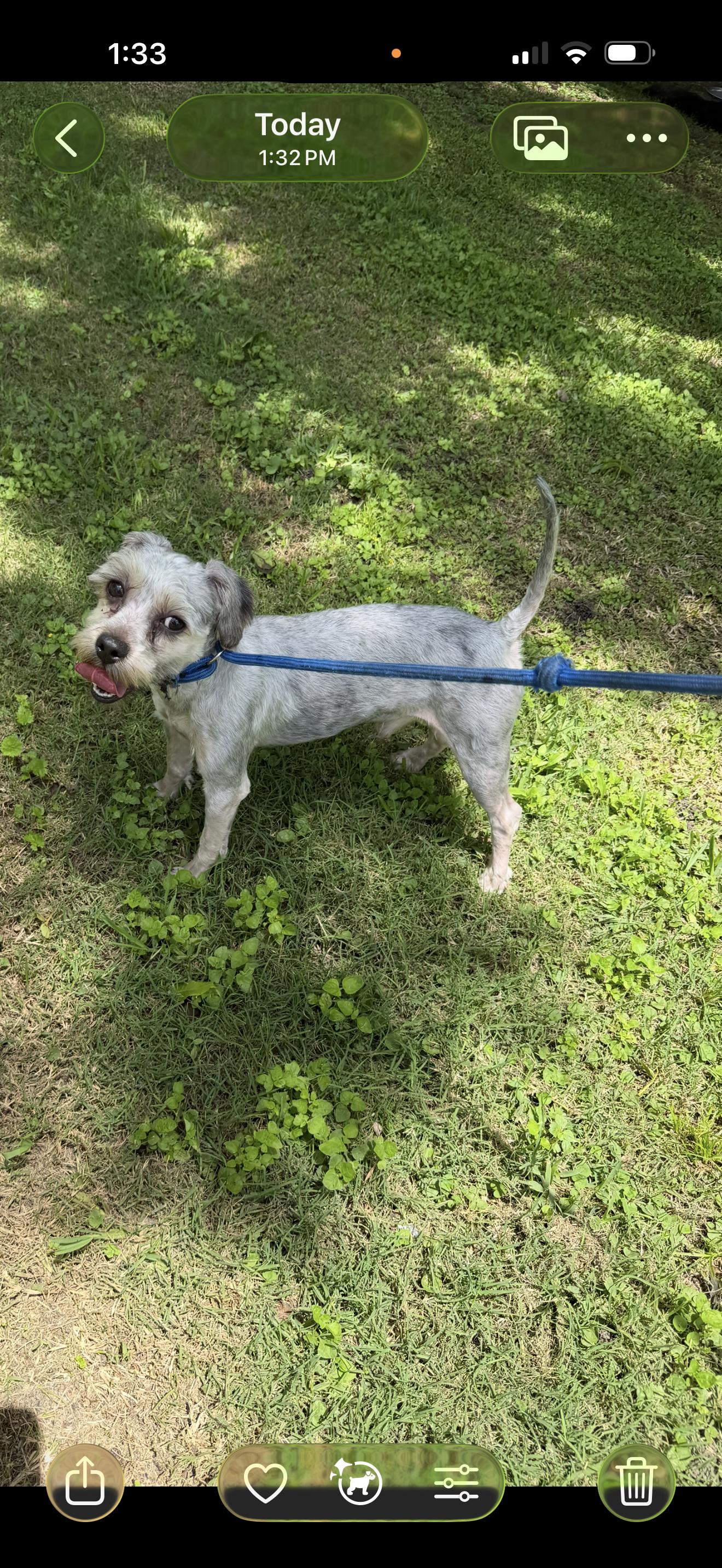 Enlarge Tobby, a ADOPTABLE mixed breed in Warwick, RI image 2/2