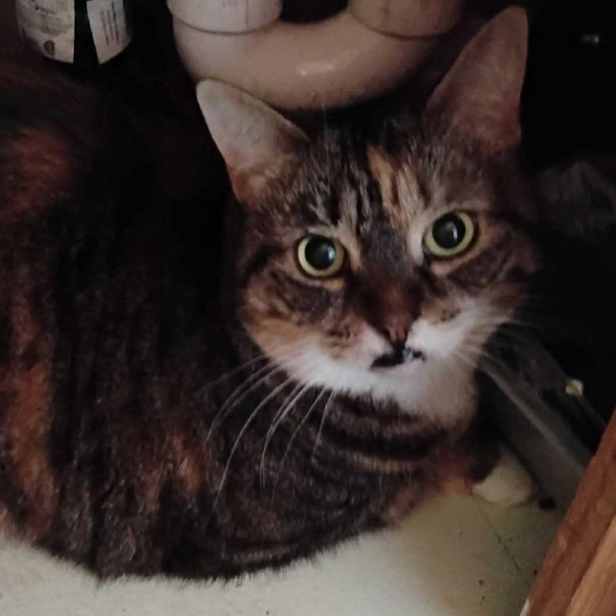 Princess, Adoptable, Senior Female Domestic Short Hair.