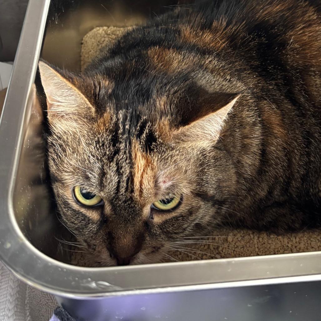 Princess, a Adoptable Domestic Short Hair in Dover, NH image 2/4