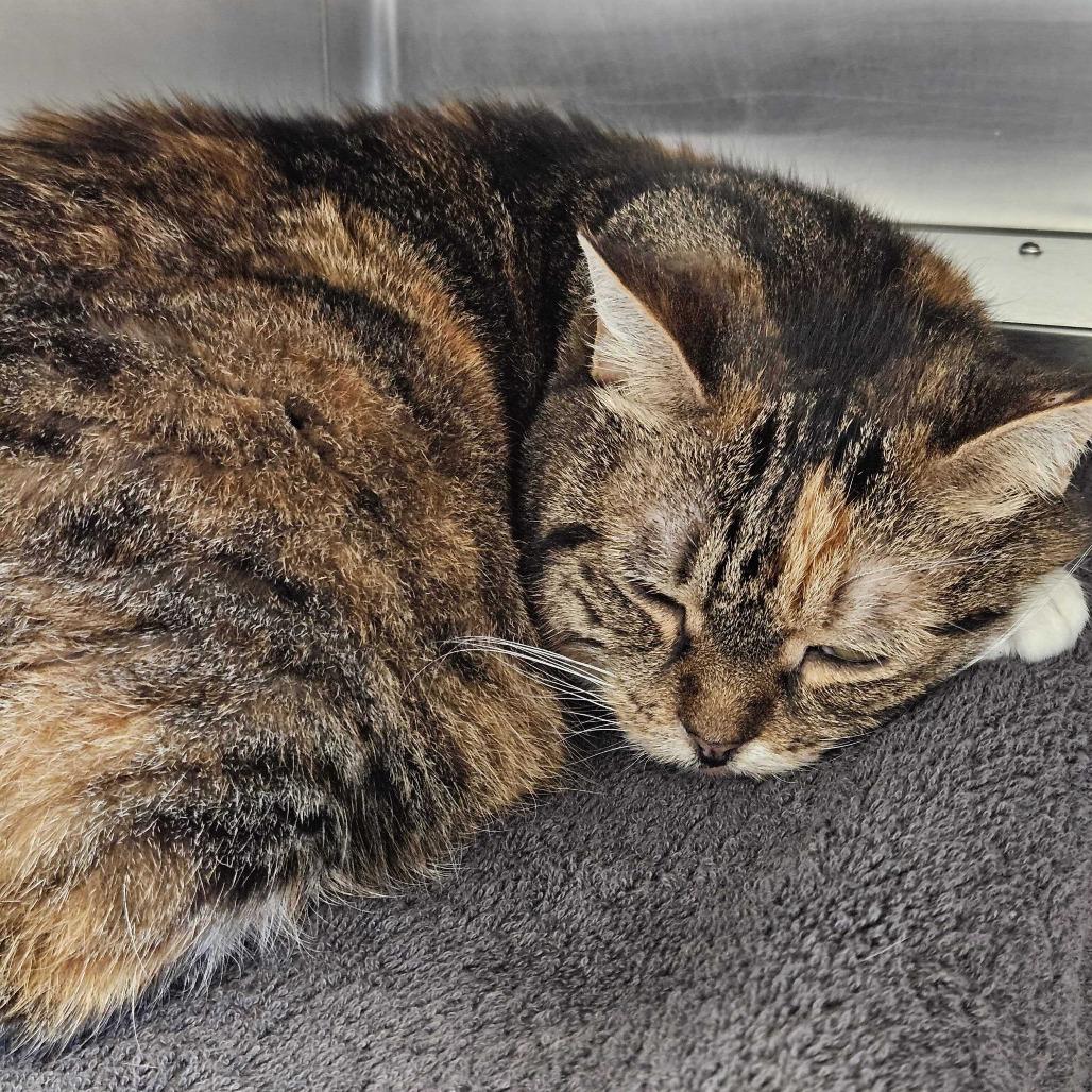 Princess, a Adoptable Domestic Short Hair in Dover, NH image 3/4