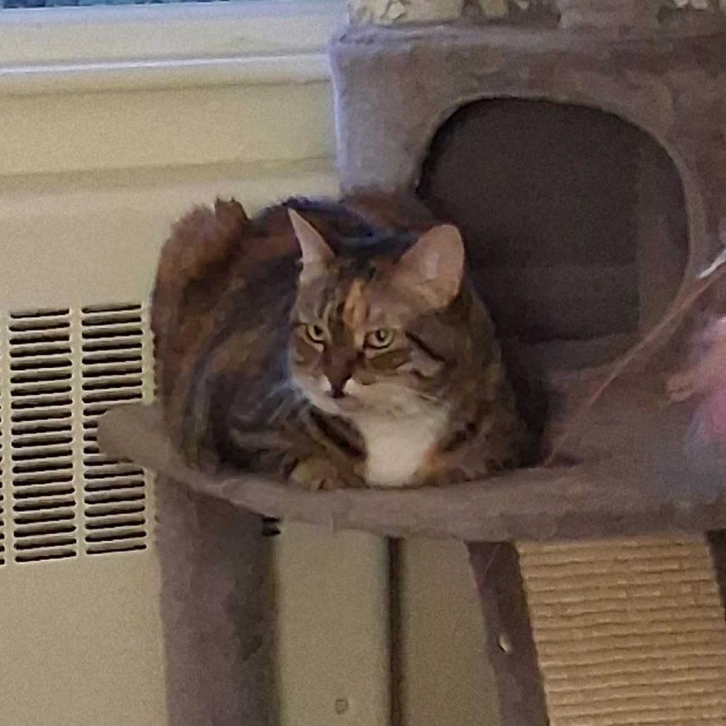 Princess, a Adoptable Domestic Short Hair in Dover, NH image 4/4