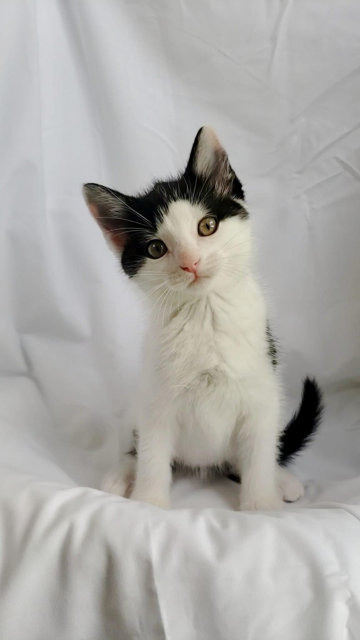 Cat for adoption Eloise, a Domestic Short Hair in Kirksville, MO