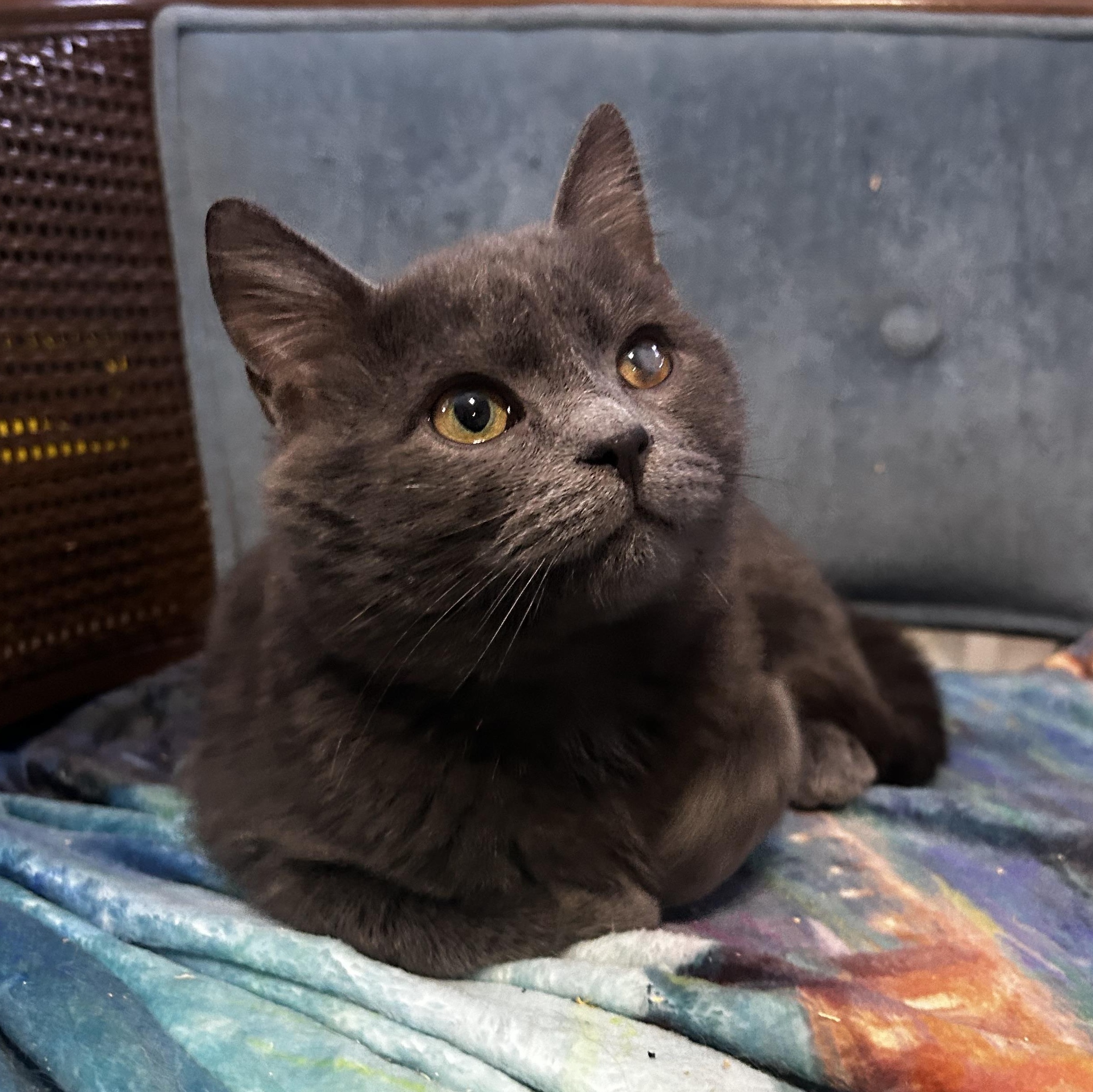 Enlarge Orion, an adopted Domestic Medium Hair in Bellmawr, NJ image 1/4