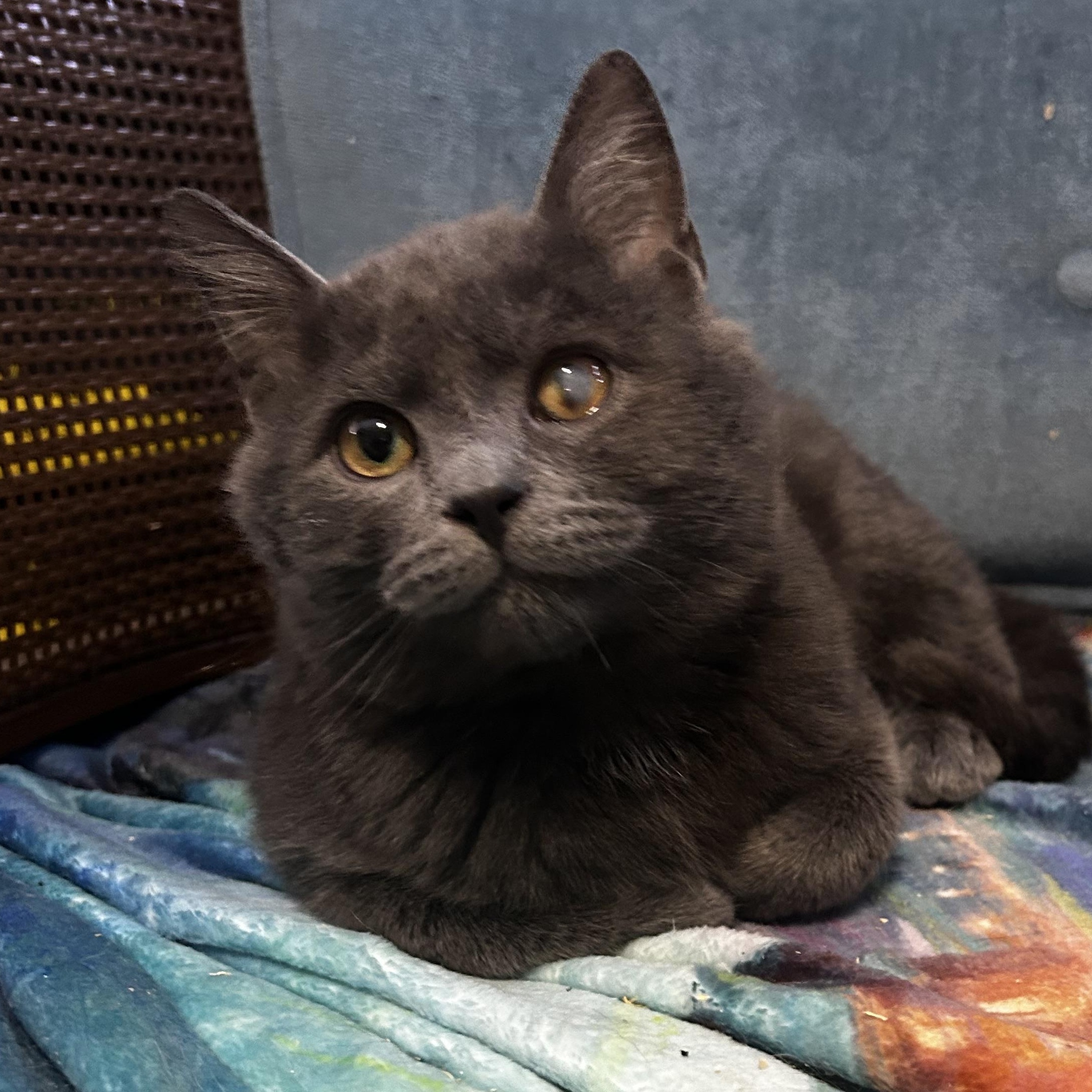 Enlarge Orion, an adopted Domestic Medium Hair in Bellmawr, NJ image 2/4