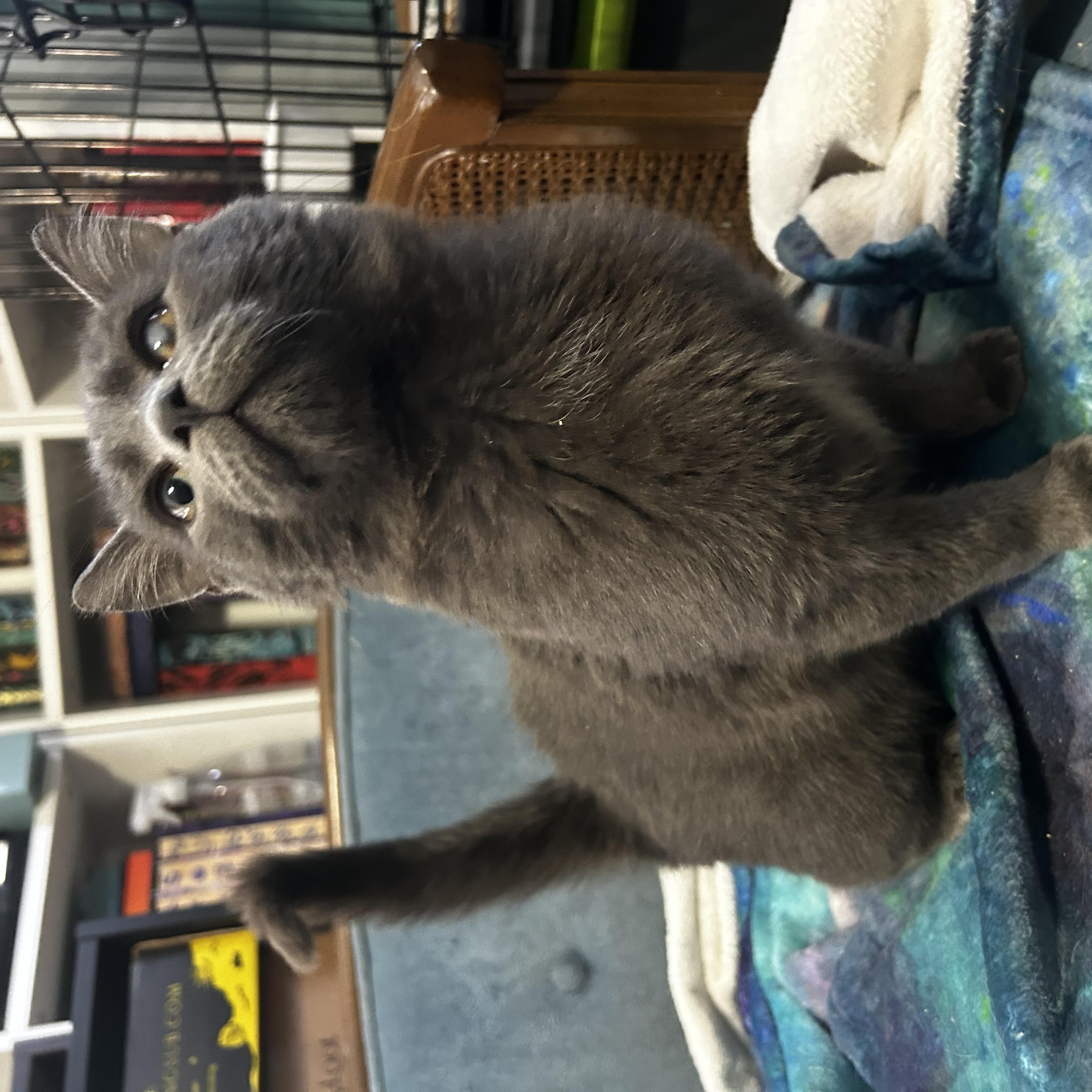 Enlarge Orion, an adopted Domestic Medium Hair in Bellmawr, NJ image 3/4