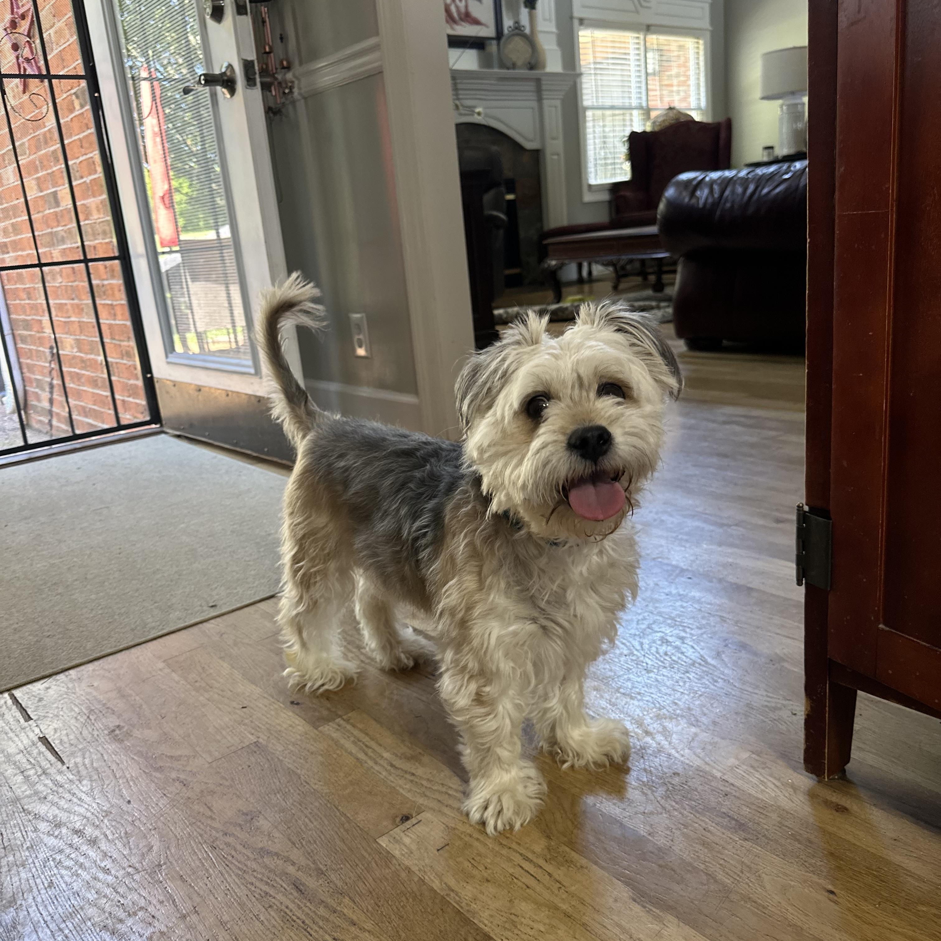 Maggie-SPUNKY MONKEY, adopted, Adult Female Yorkshire Terrier & Schnauzer.
