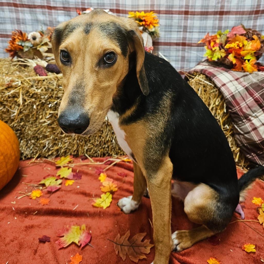 Nibbler, Adoptable, Adult Male Hound.
