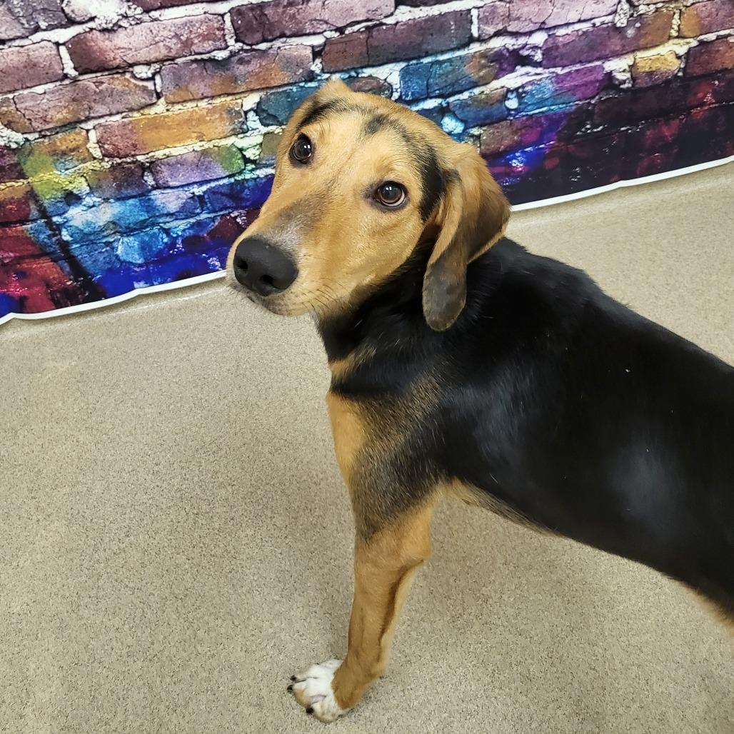 Enlarge Nibbler, a Adoptable Hound in Chatham, VA image 2/6