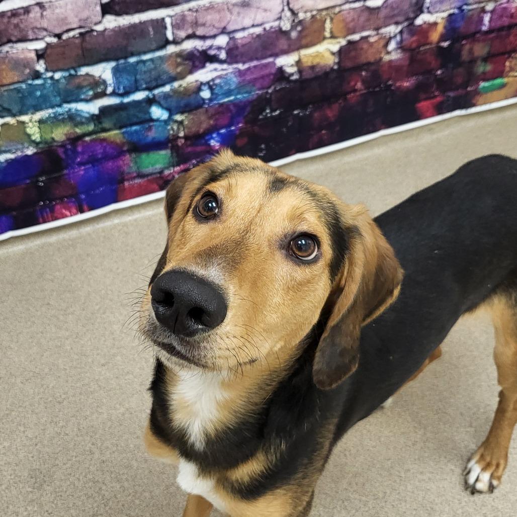 Enlarge Nibbler, a Adoptable Hound in Chatham, VA image 3/6