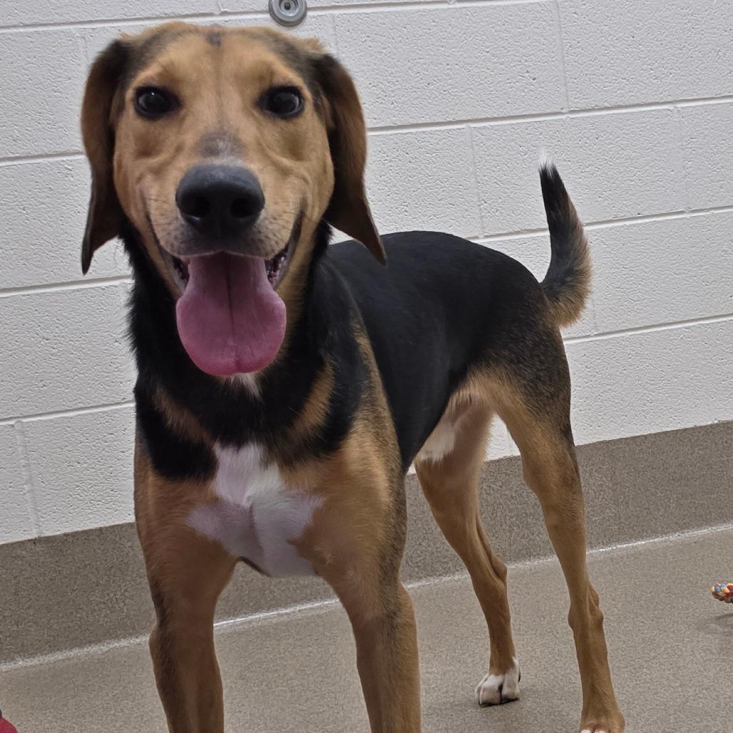 Enlarge Nibbler, a Adoptable Hound in Chatham, VA image 4/6