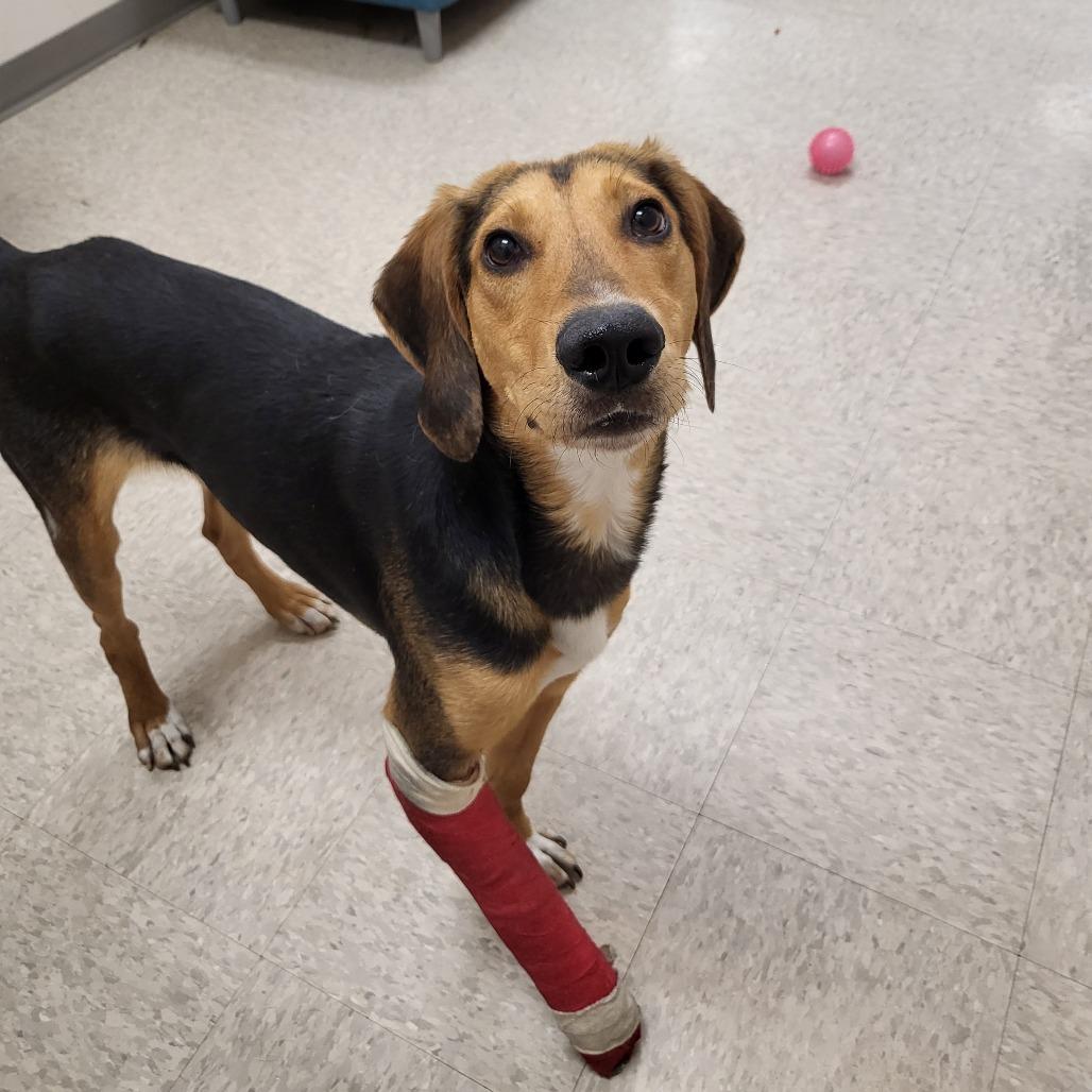 Enlarge Nibbler, a Adoptable Hound in Chatham, VA image 4/6