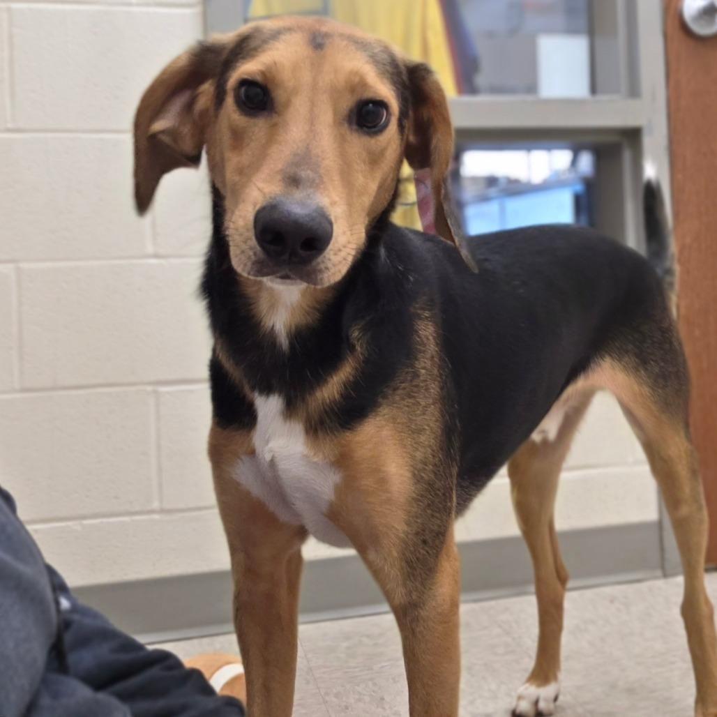 Enlarge Nibbler, a Adoptable Hound in Chatham, VA image 5/6
