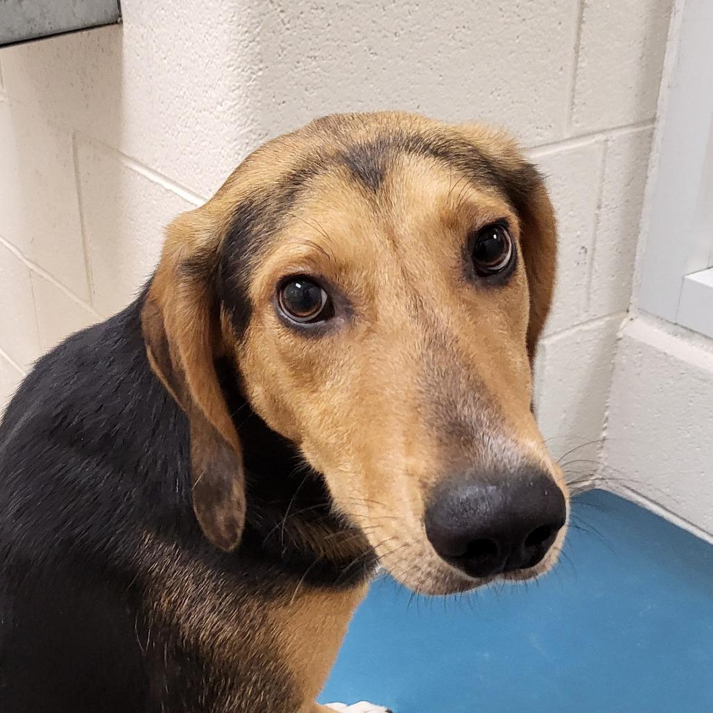Enlarge Nibbler, a Adoptable Hound in Chatham, VA image 6/6