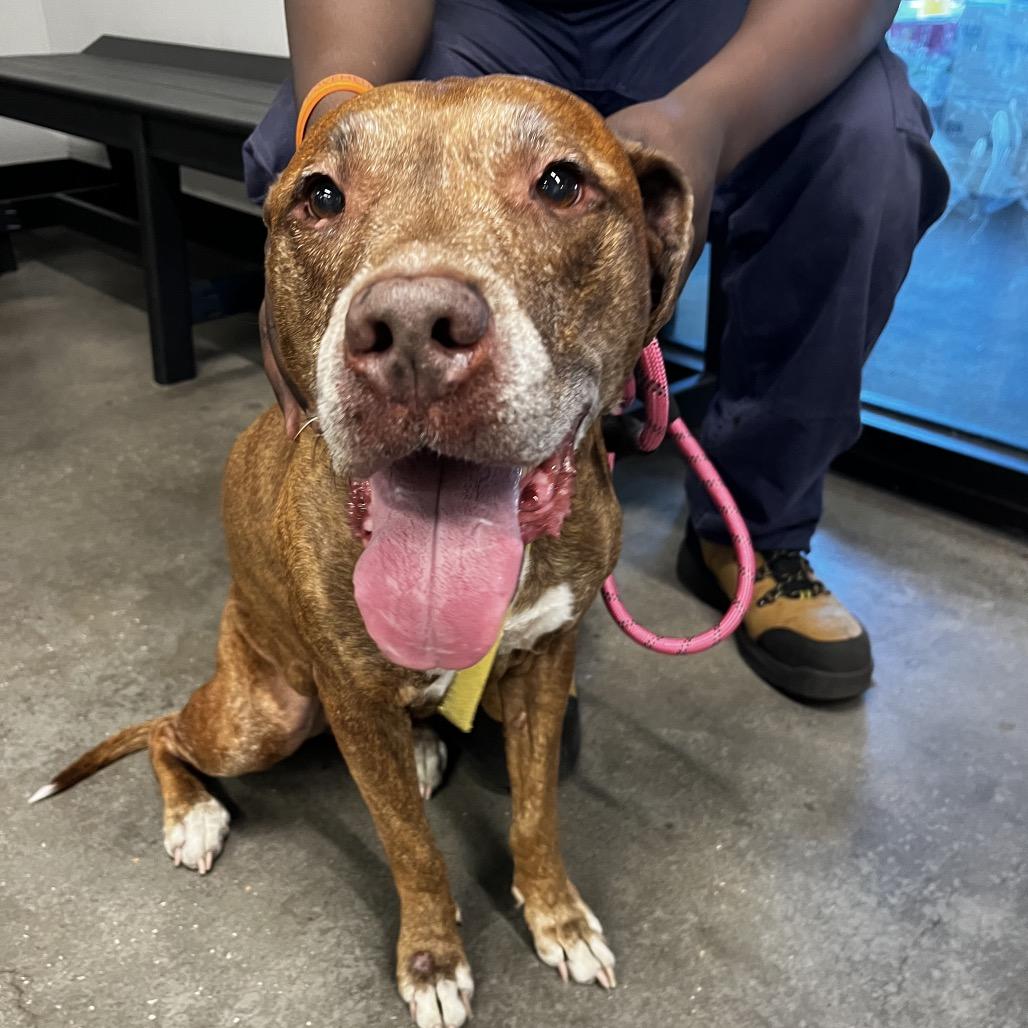 Nikki, a Adoptable mixed breed in Tampa, FL image 1/5