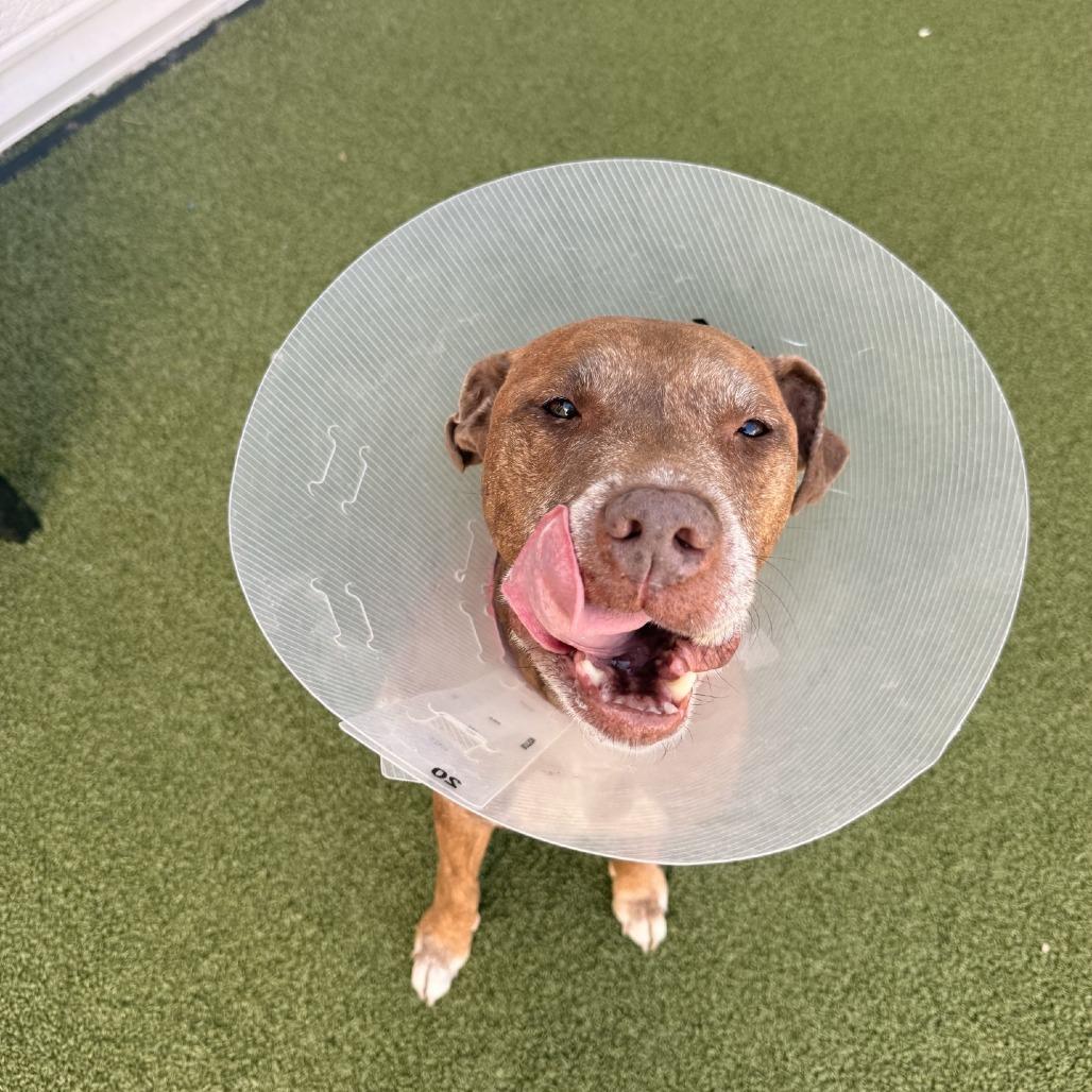 Enlarge Nikki, a Adoptable mixed breed in Tampa, FL image 2/6