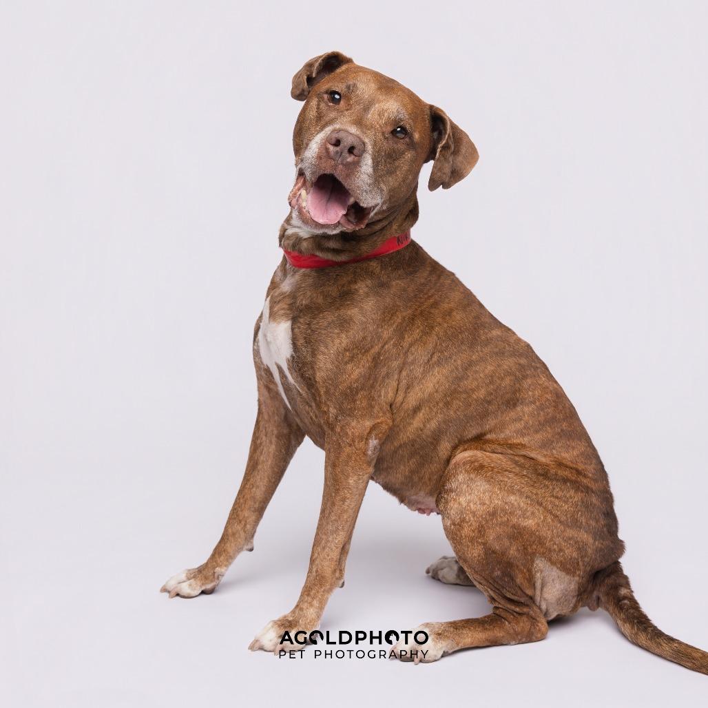 Nikki, a Adoptable mixed breed in Tampa, FL image 2/5