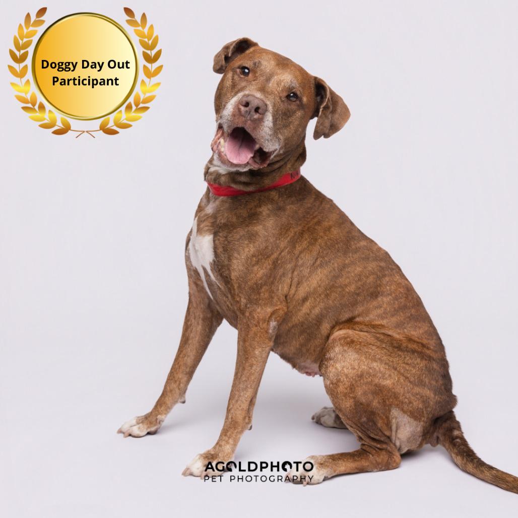 Enlarge Nikki, a Adoptable mixed breed in Tampa, FL image 3/6
