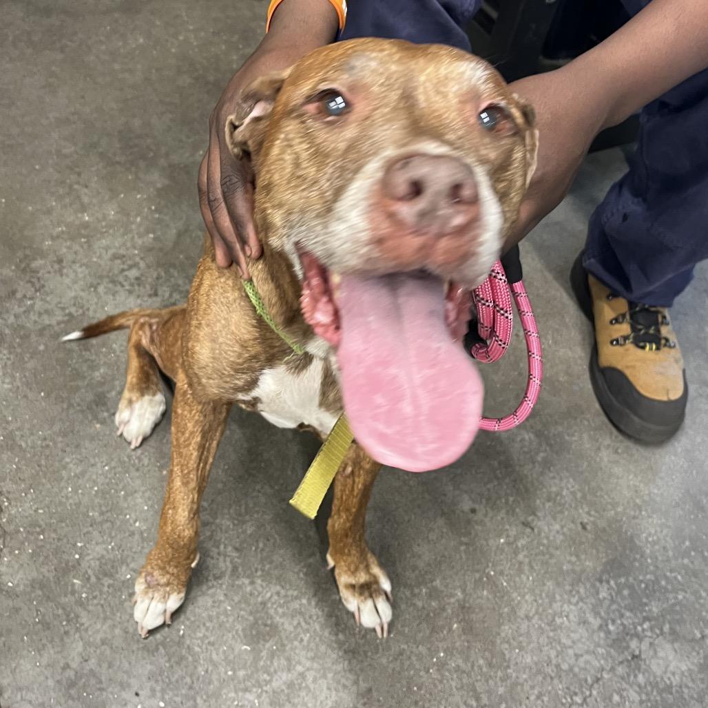 Nikki, a Adoptable mixed breed in Tampa, FL image 3/5