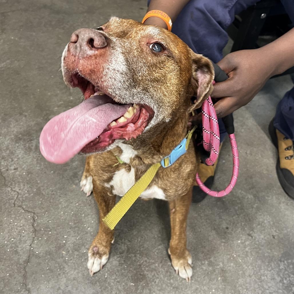 Nikki, a Adoptable mixed breed in Tampa, FL image 4/5