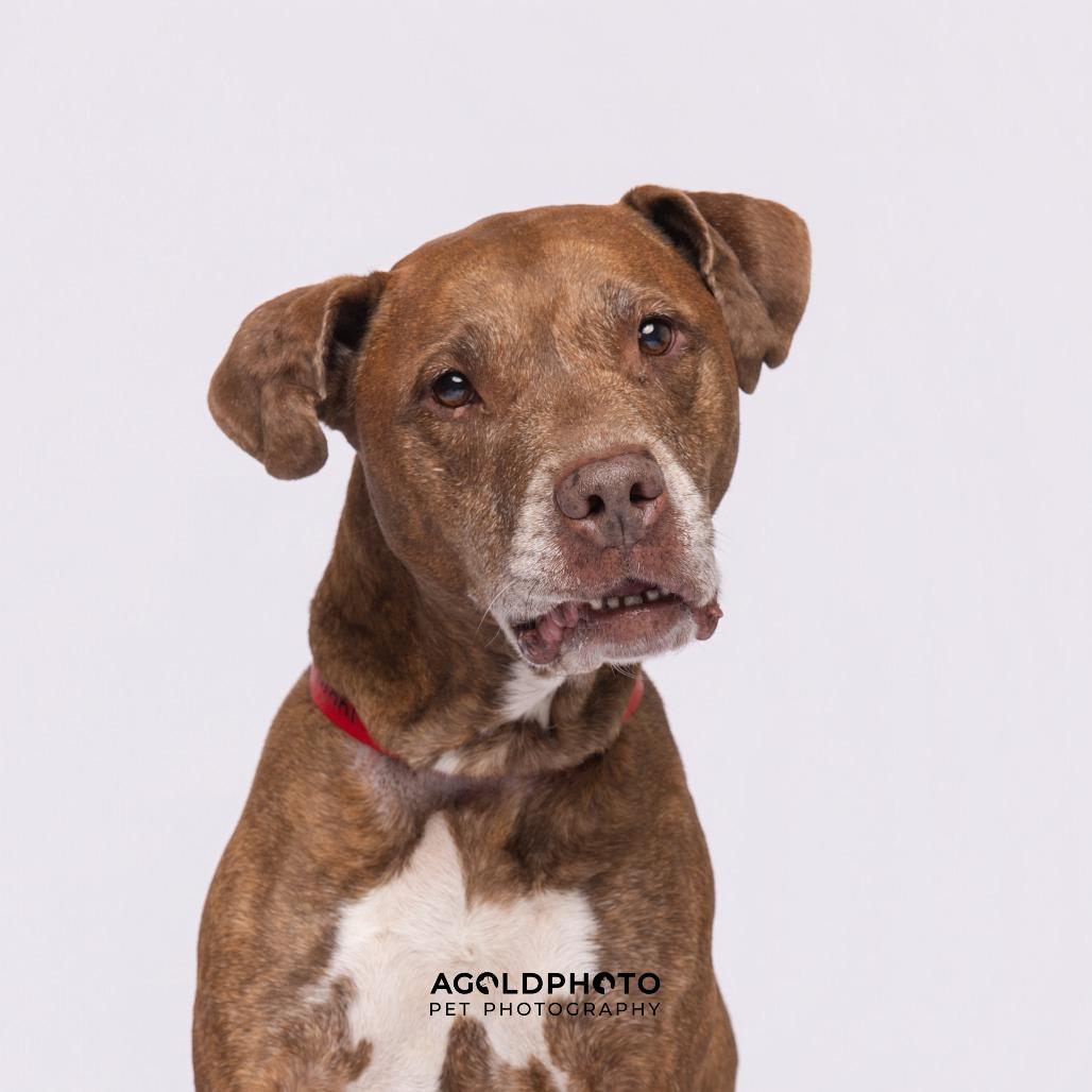 Nikki, a Adoptable mixed breed in Tampa, FL image 5/5
