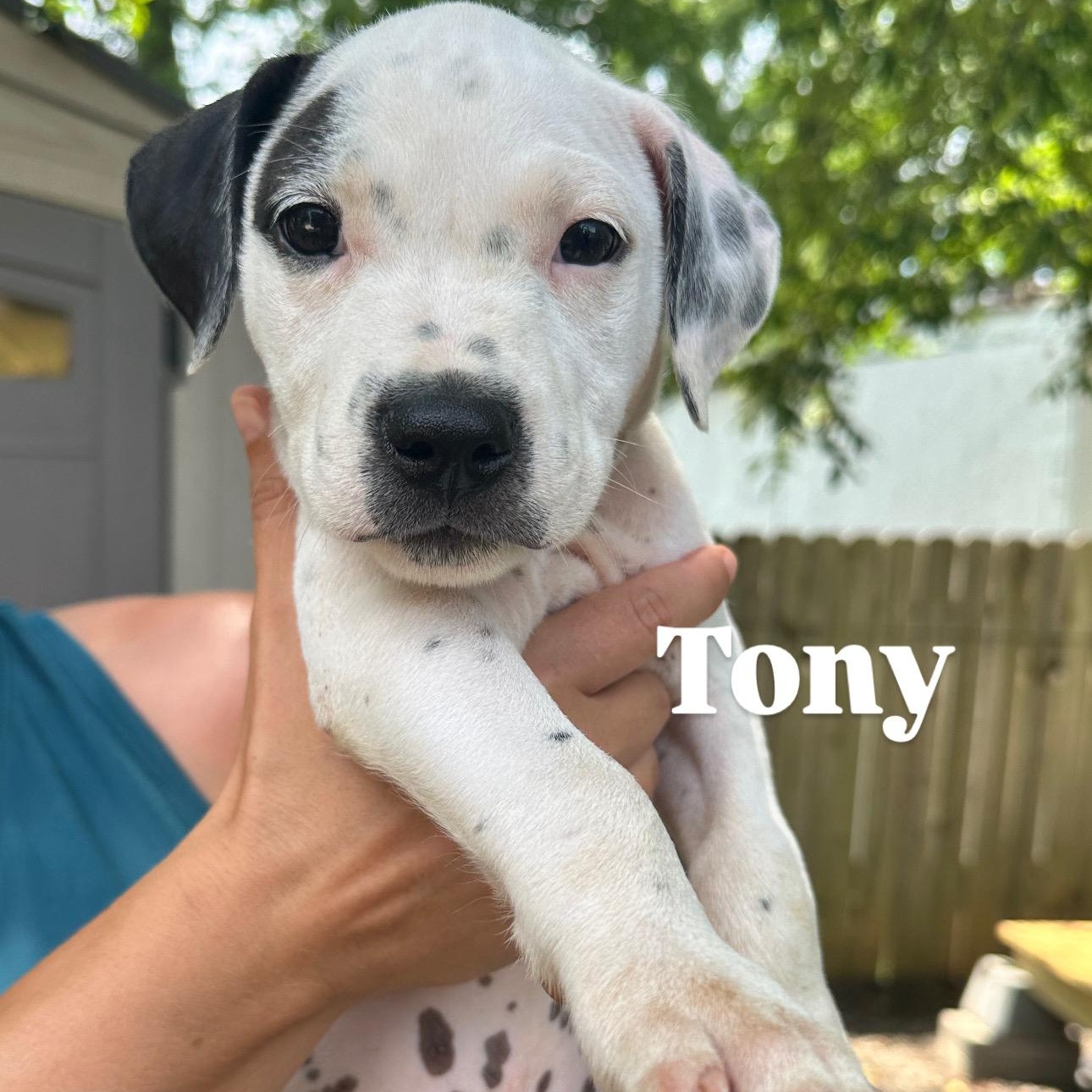 Tony, Baby Male unknown