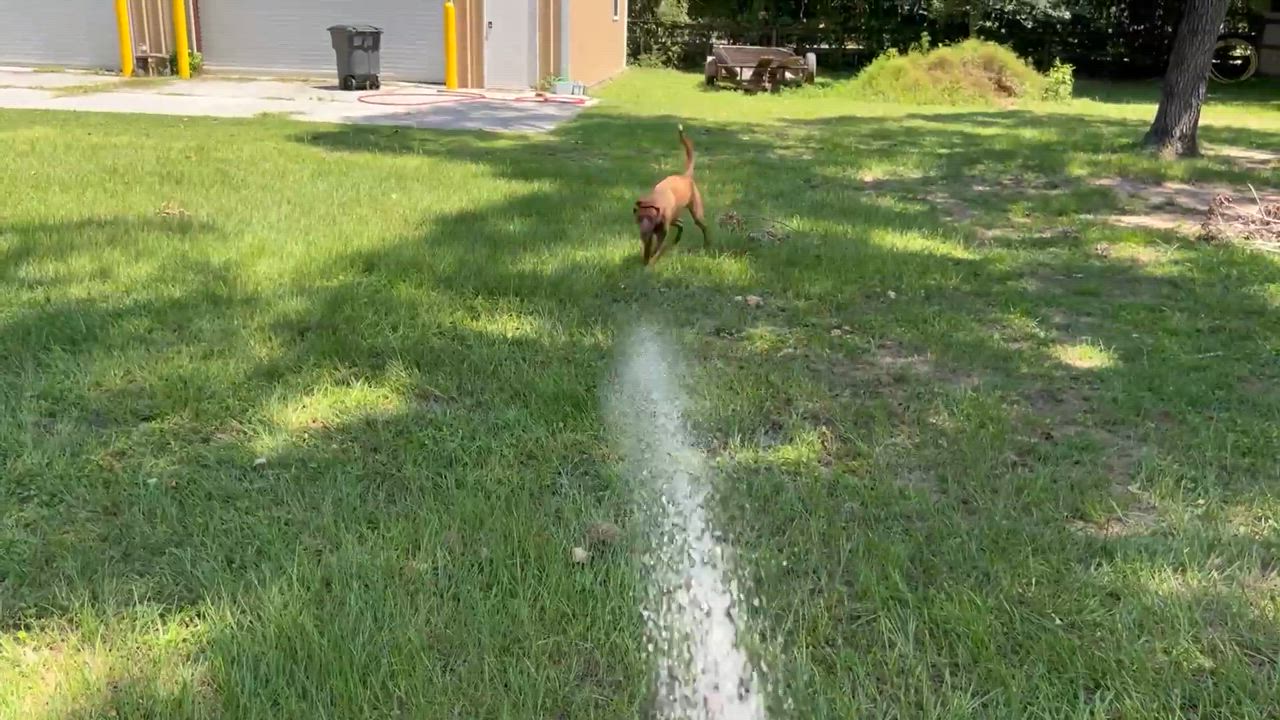 Enlarge Ranger II, a Adoptable mixed breed in Coopersburg, PA video 1/6