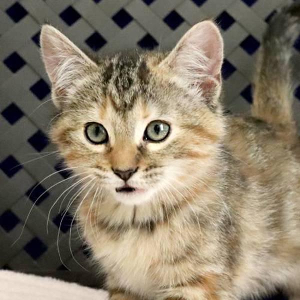 Enlarge Dot, a Adoptable mixed breed in Midland, TX image 1/2