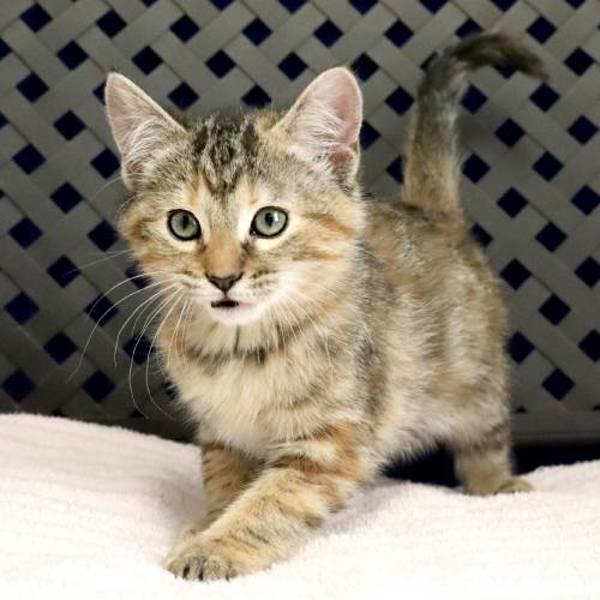 Enlarge Dot, a Adoptable mixed breed in Midland, TX image 2/2